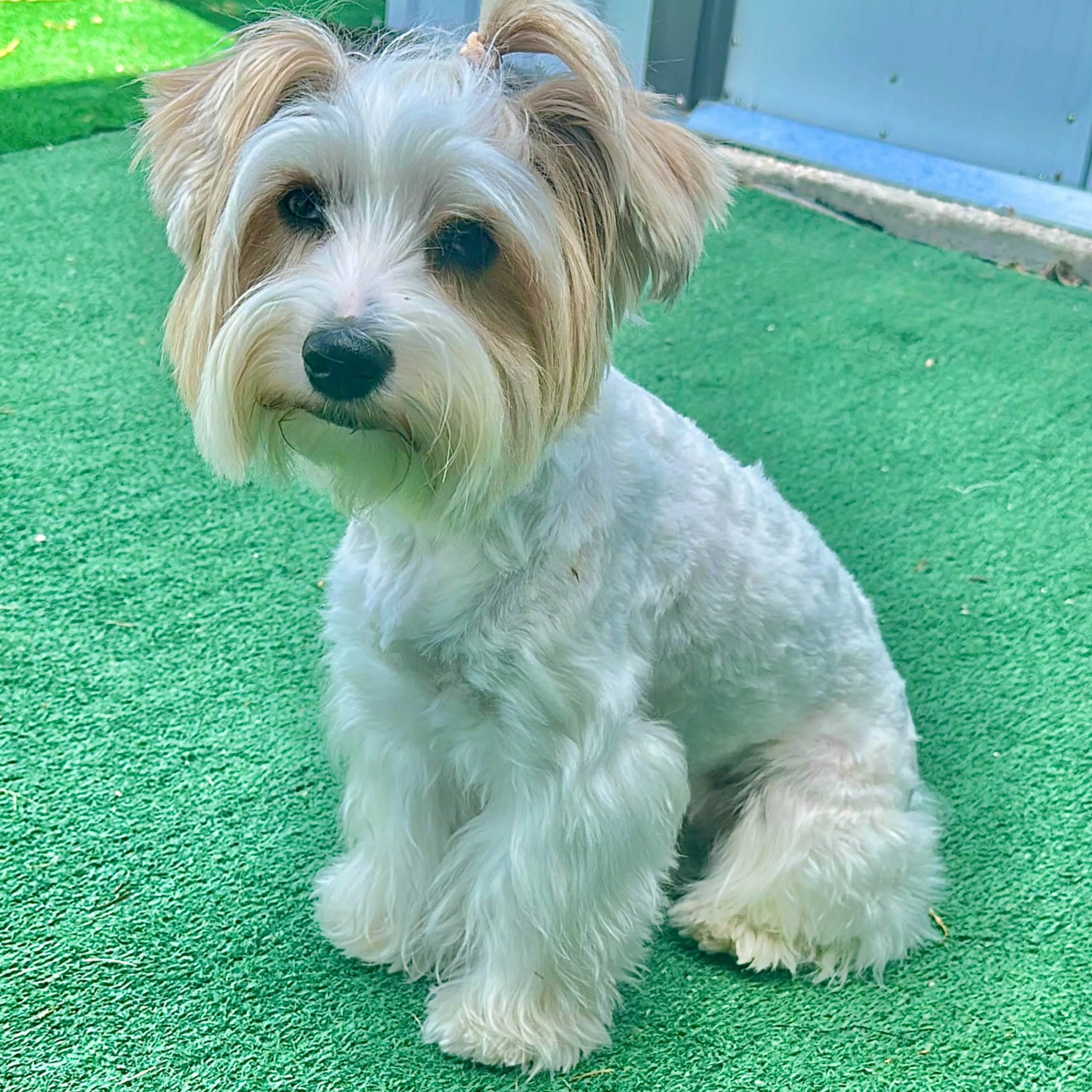 Lost pet-1