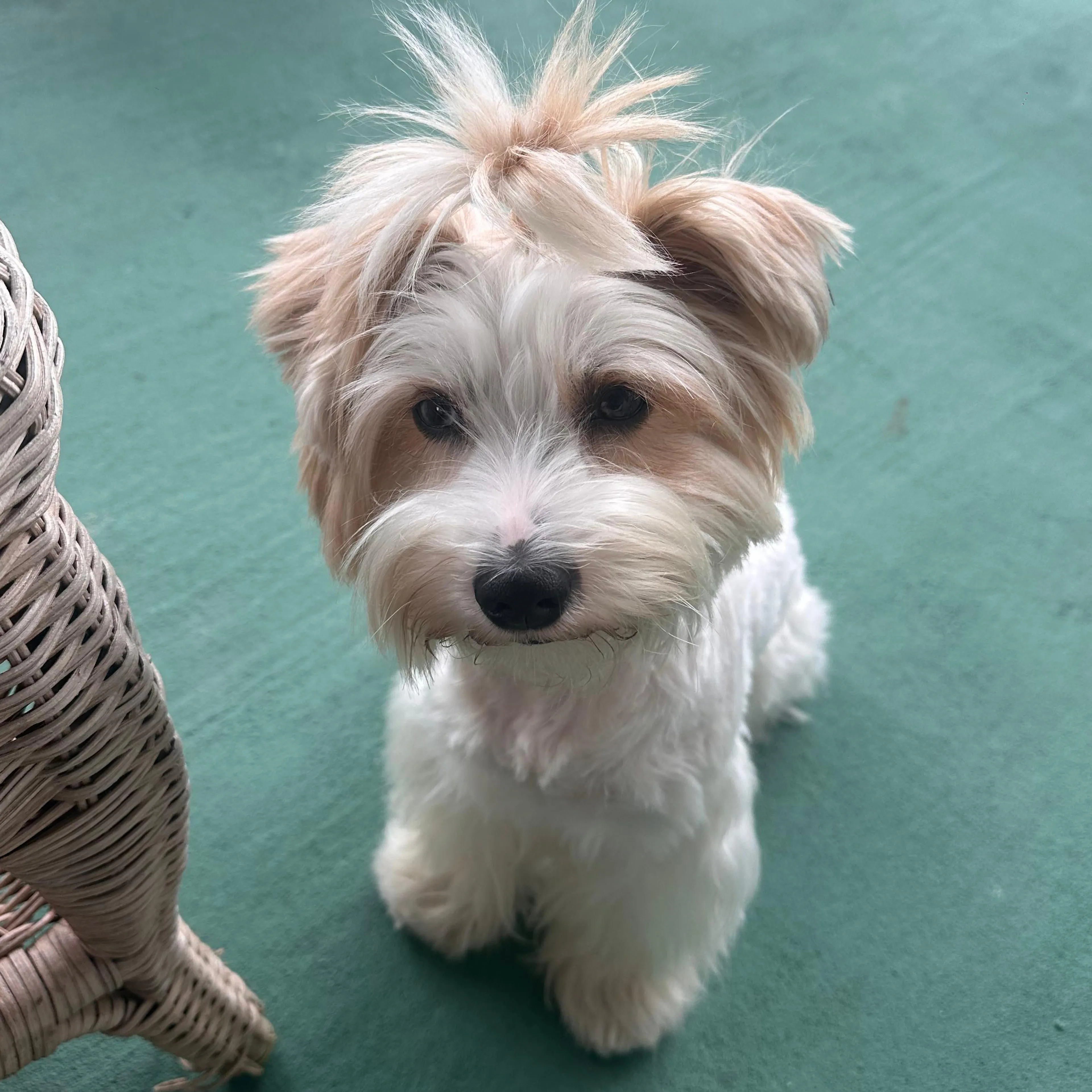 Lost pet-3