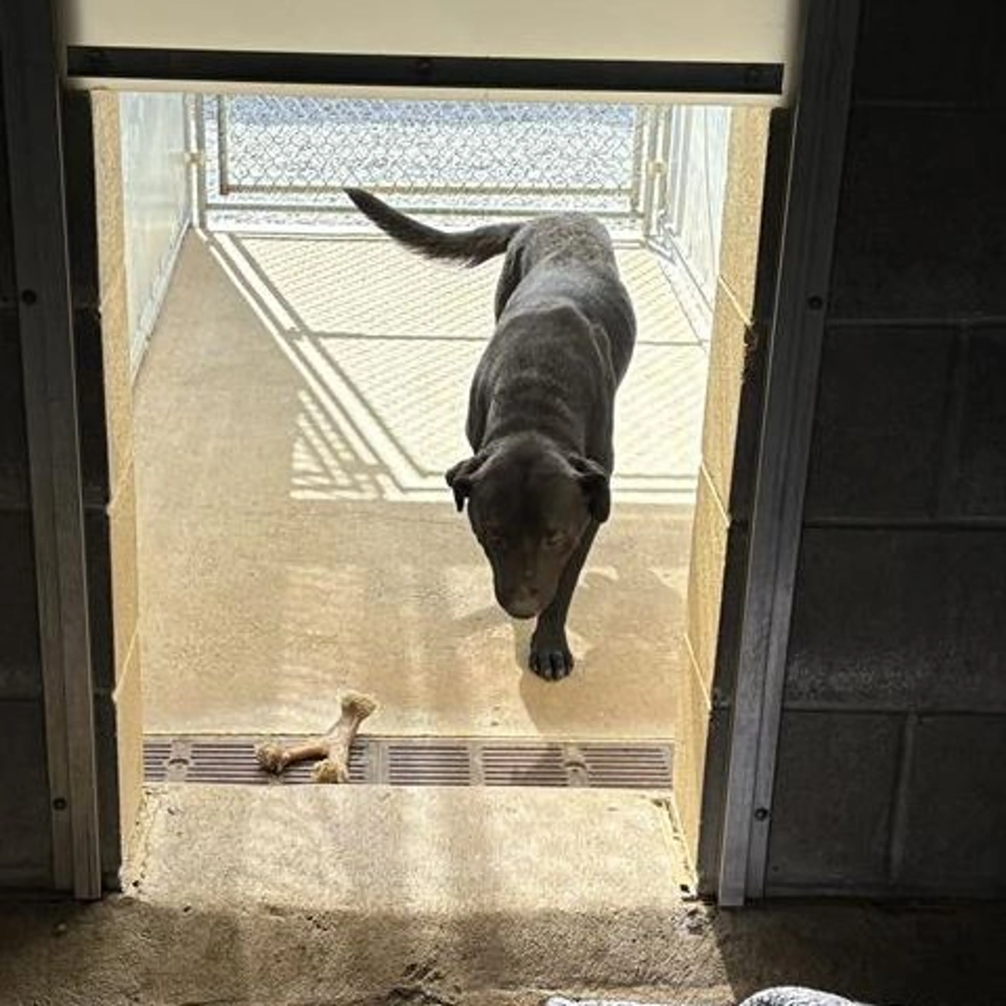Found pet
