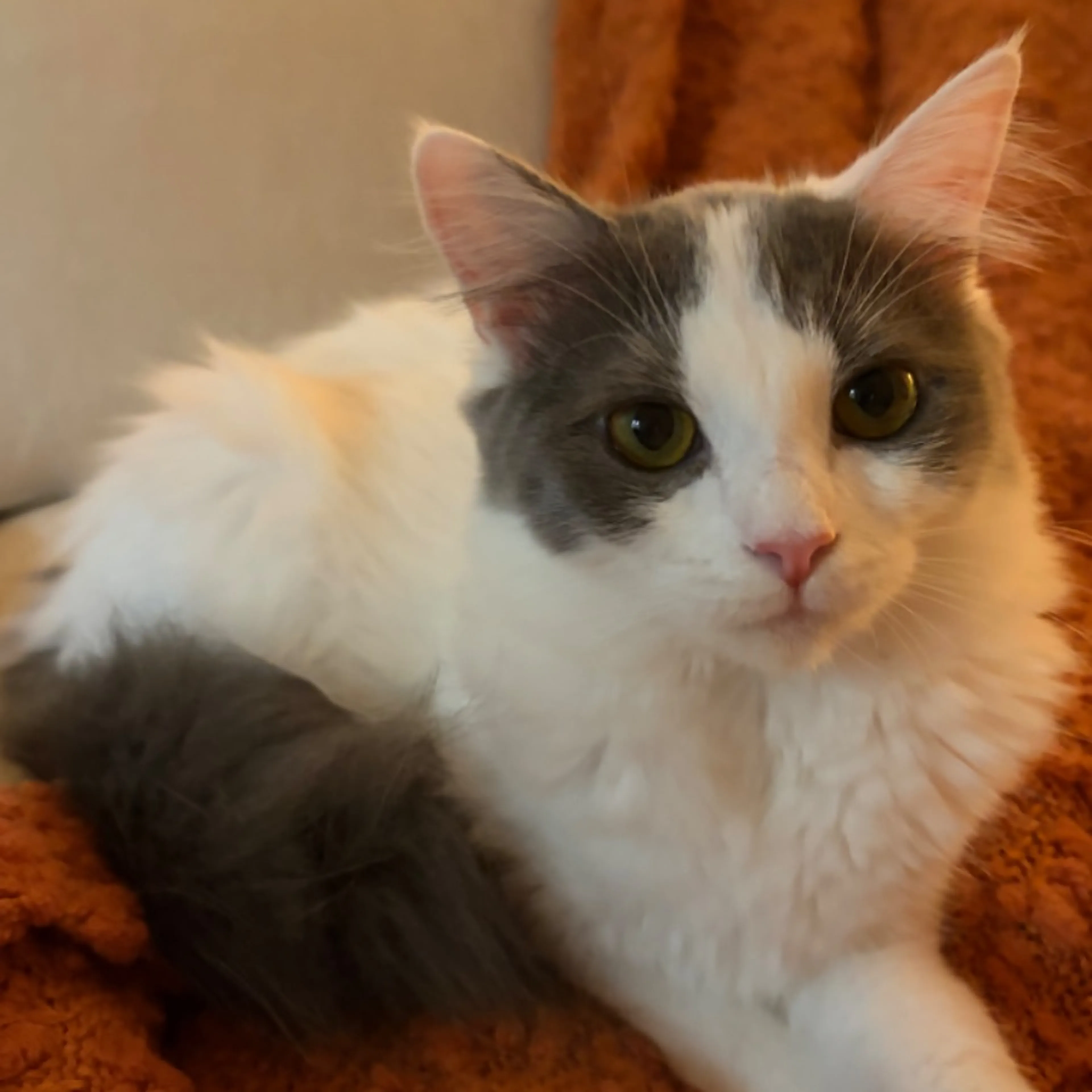 Lost pet