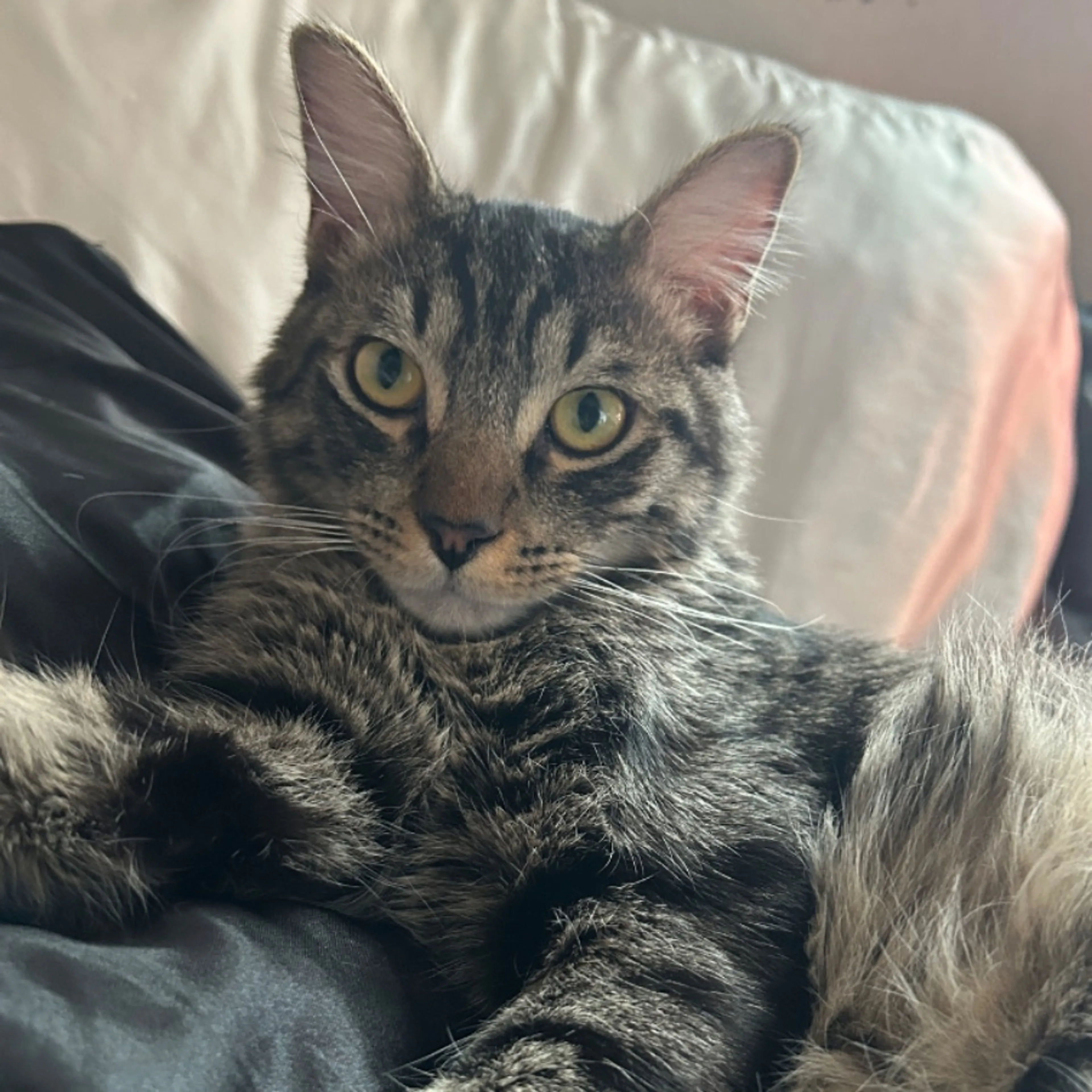 Lost pet