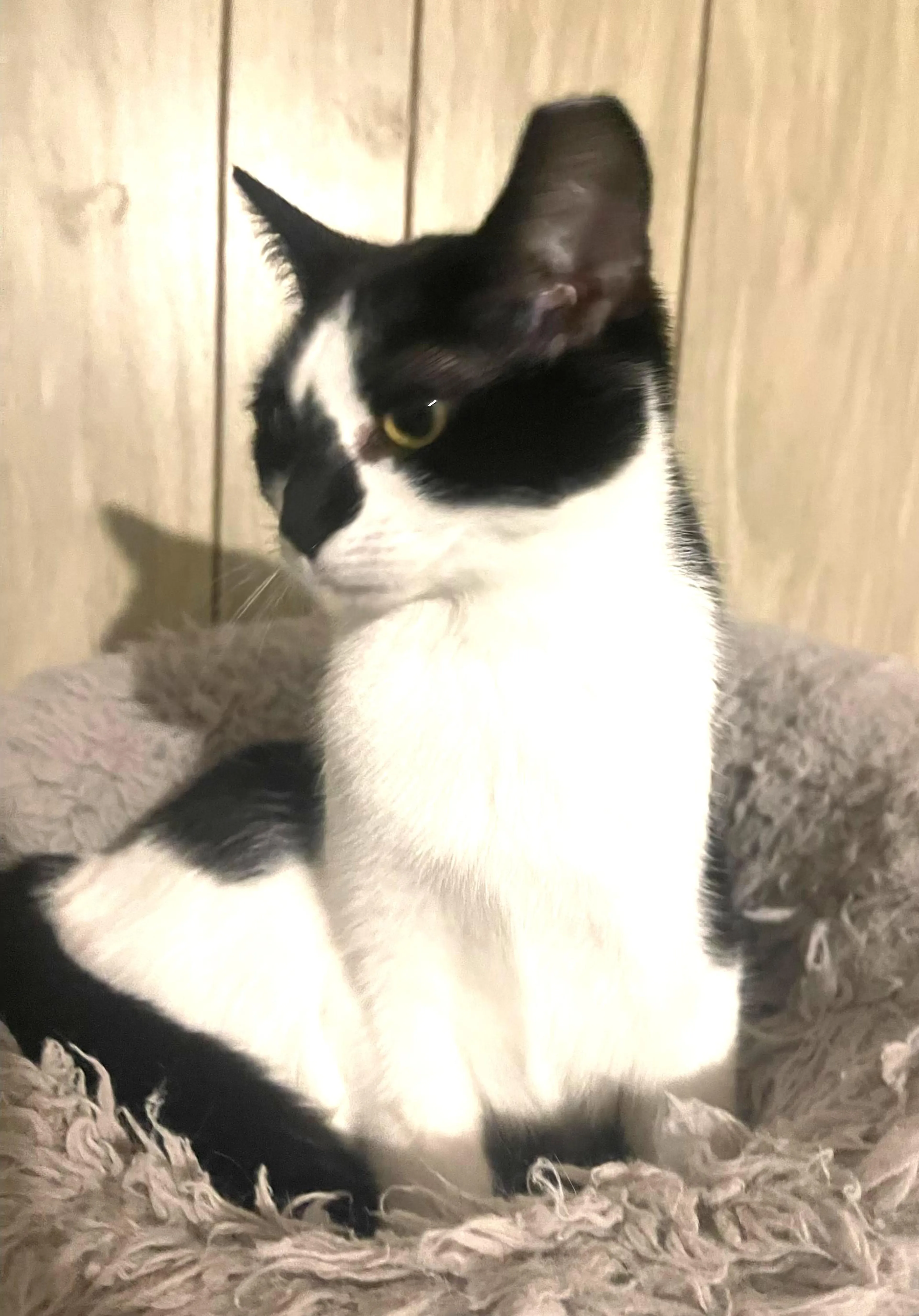 Found pet-3
