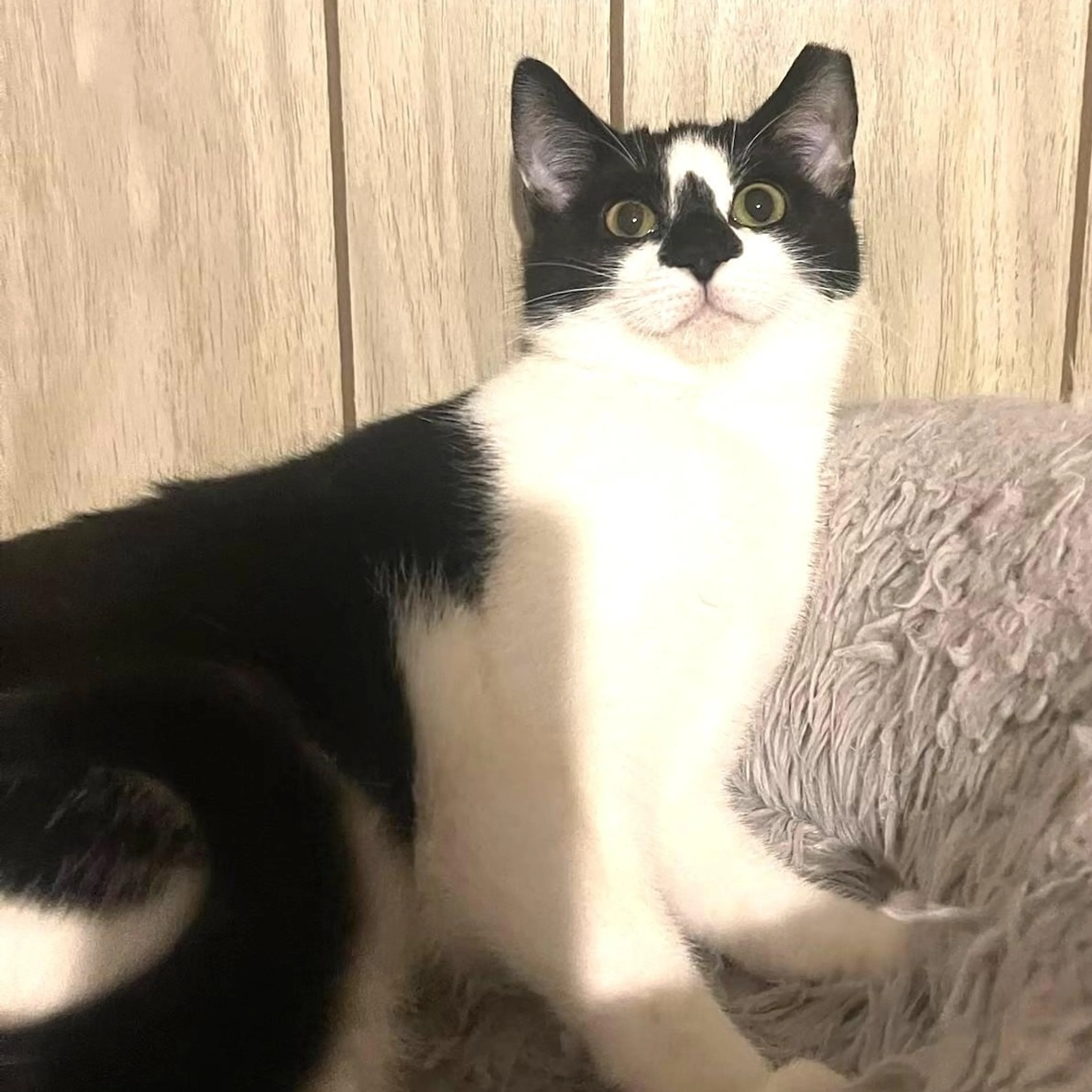 Found pet-1