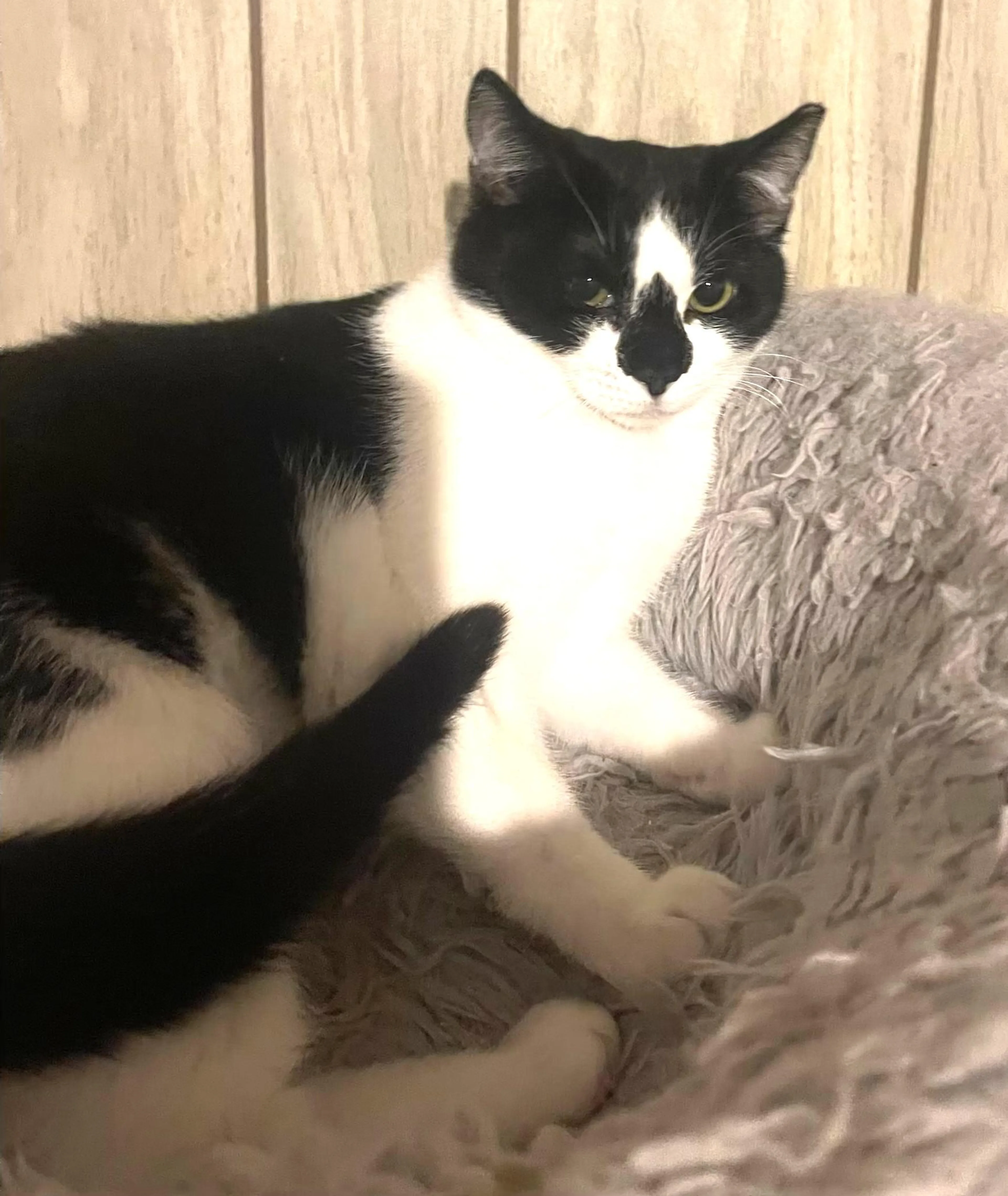 Found pet-4
