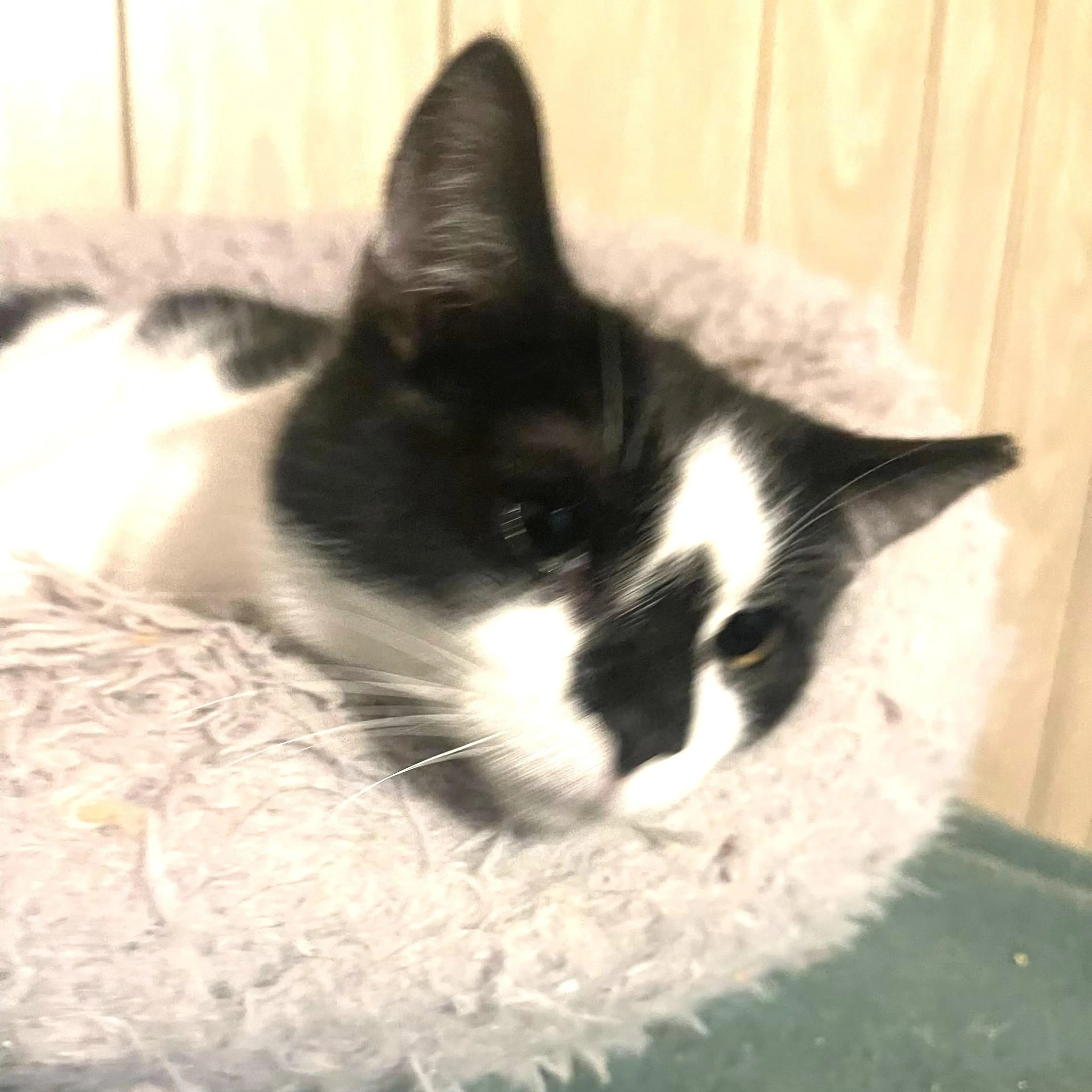 Found pet-2