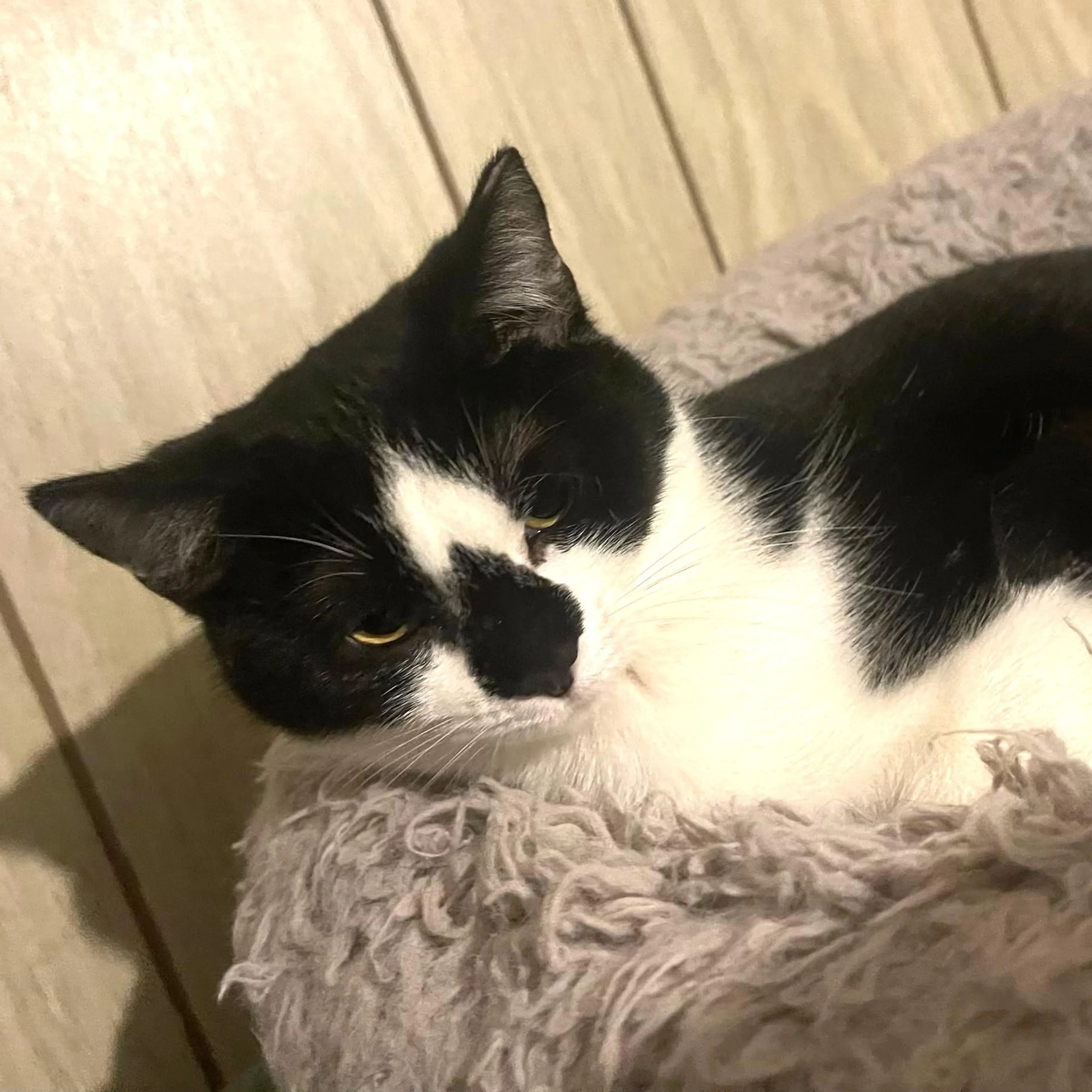 Found pet-0