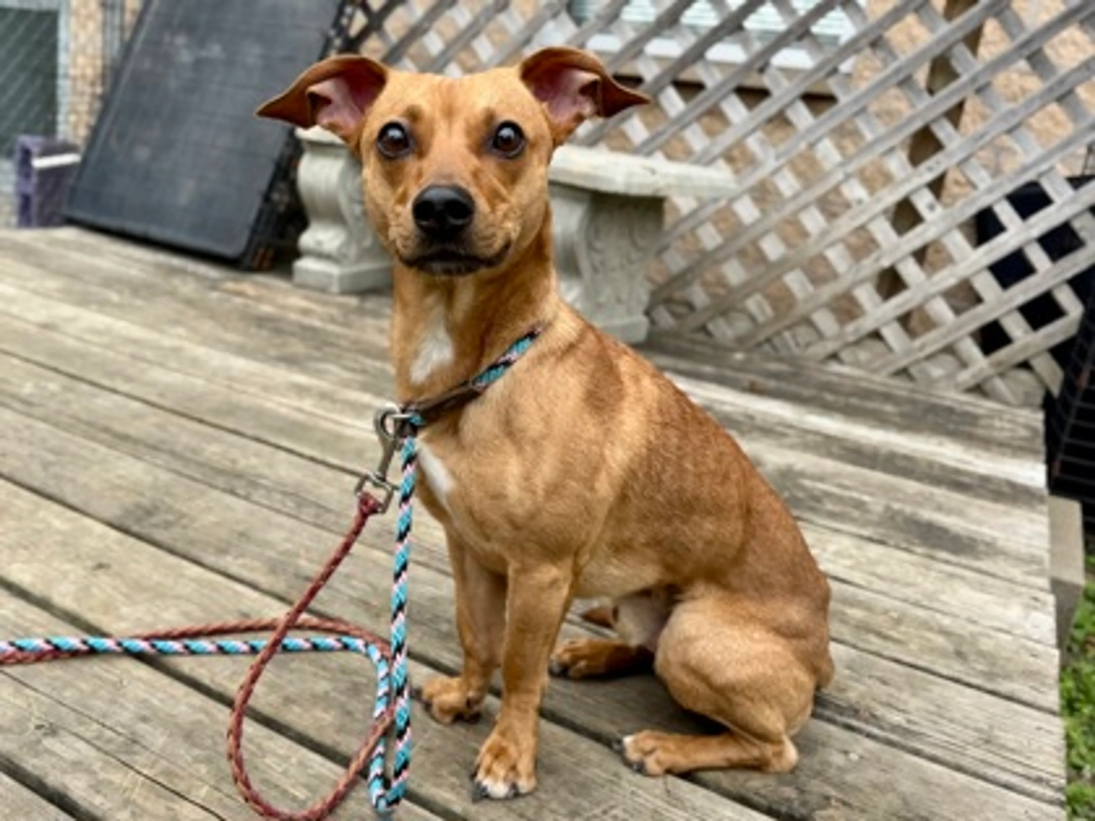 Found pet-1