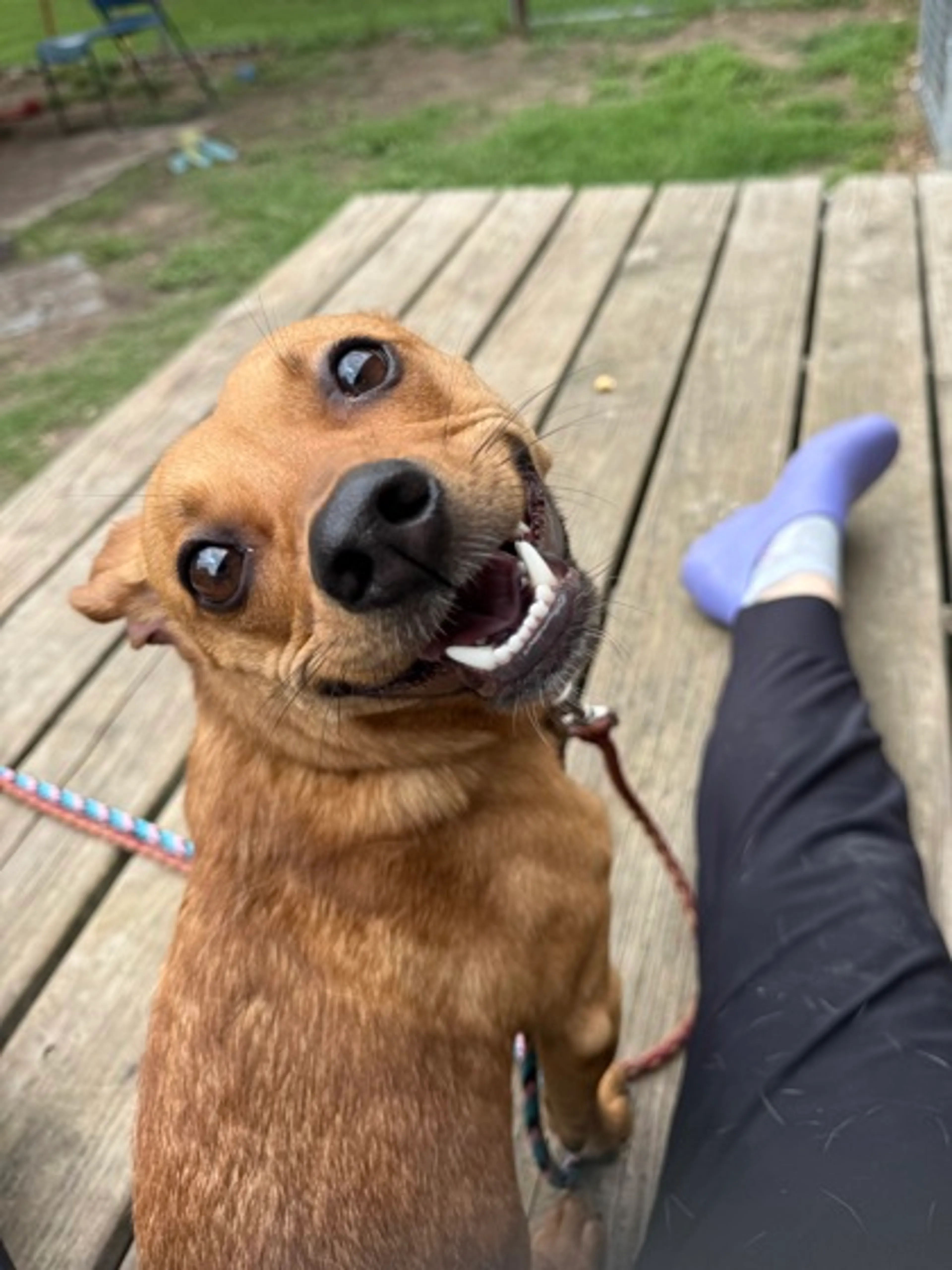 Found pet-2