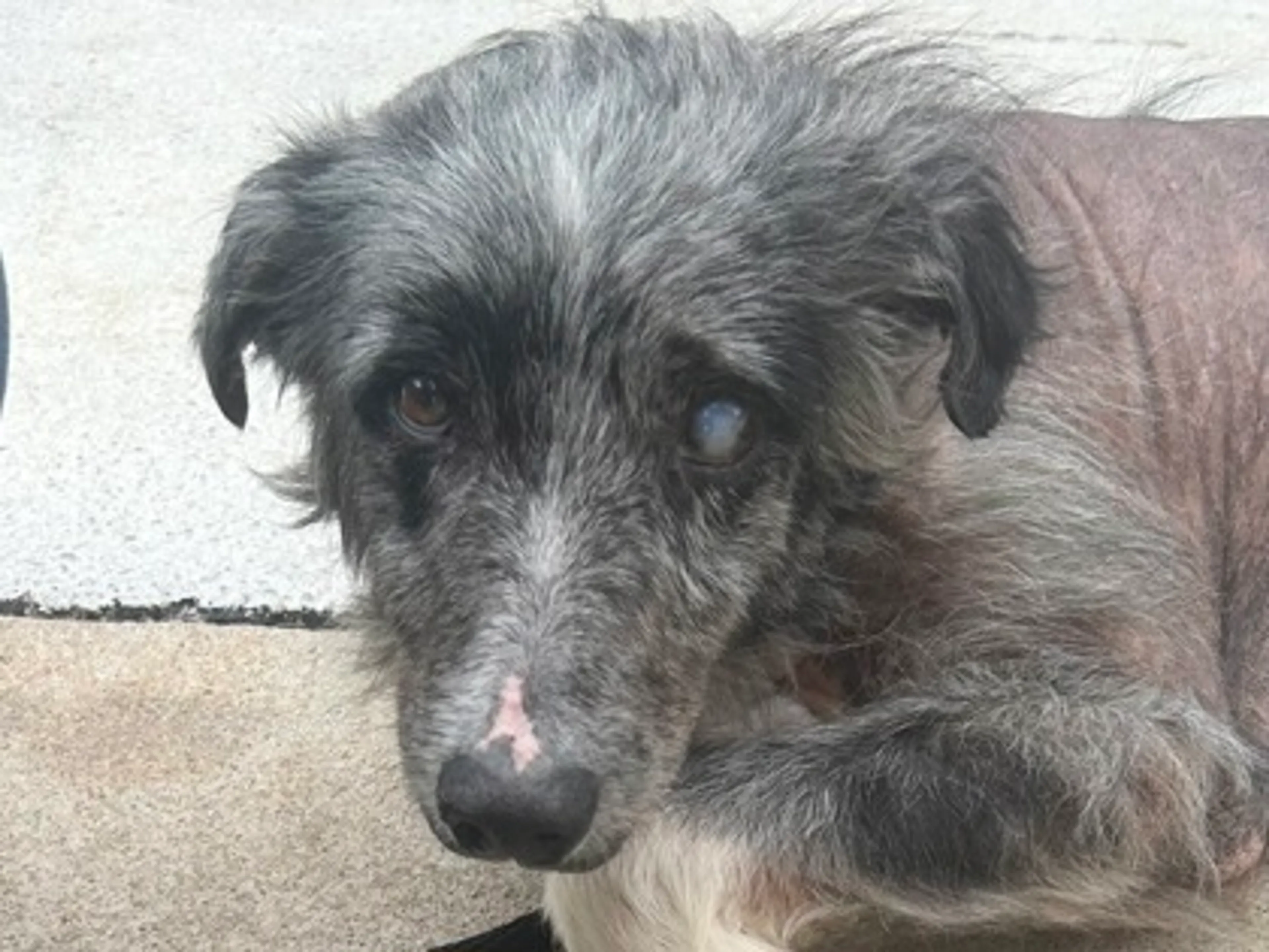 Found pet-2