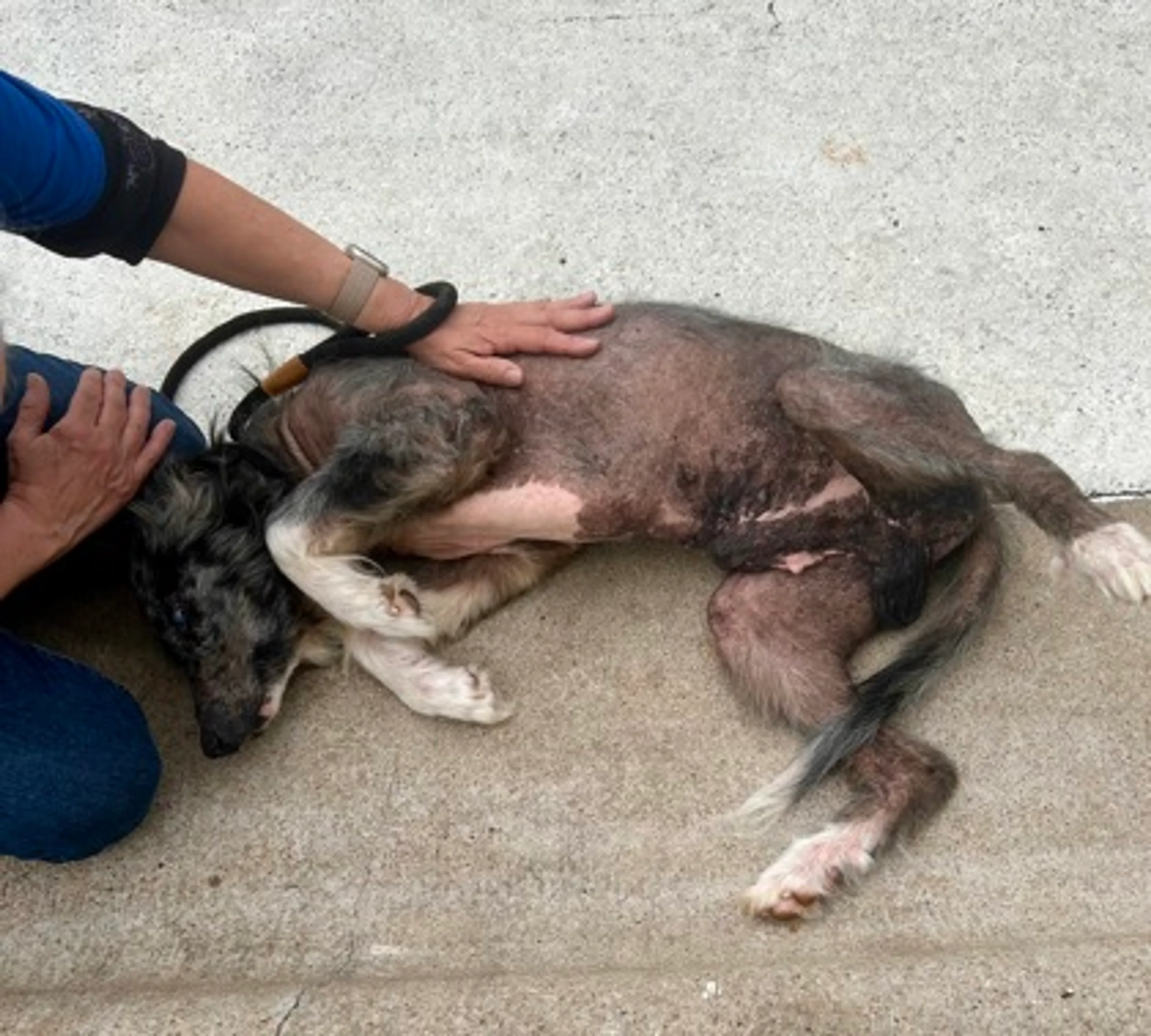 Found pet-1