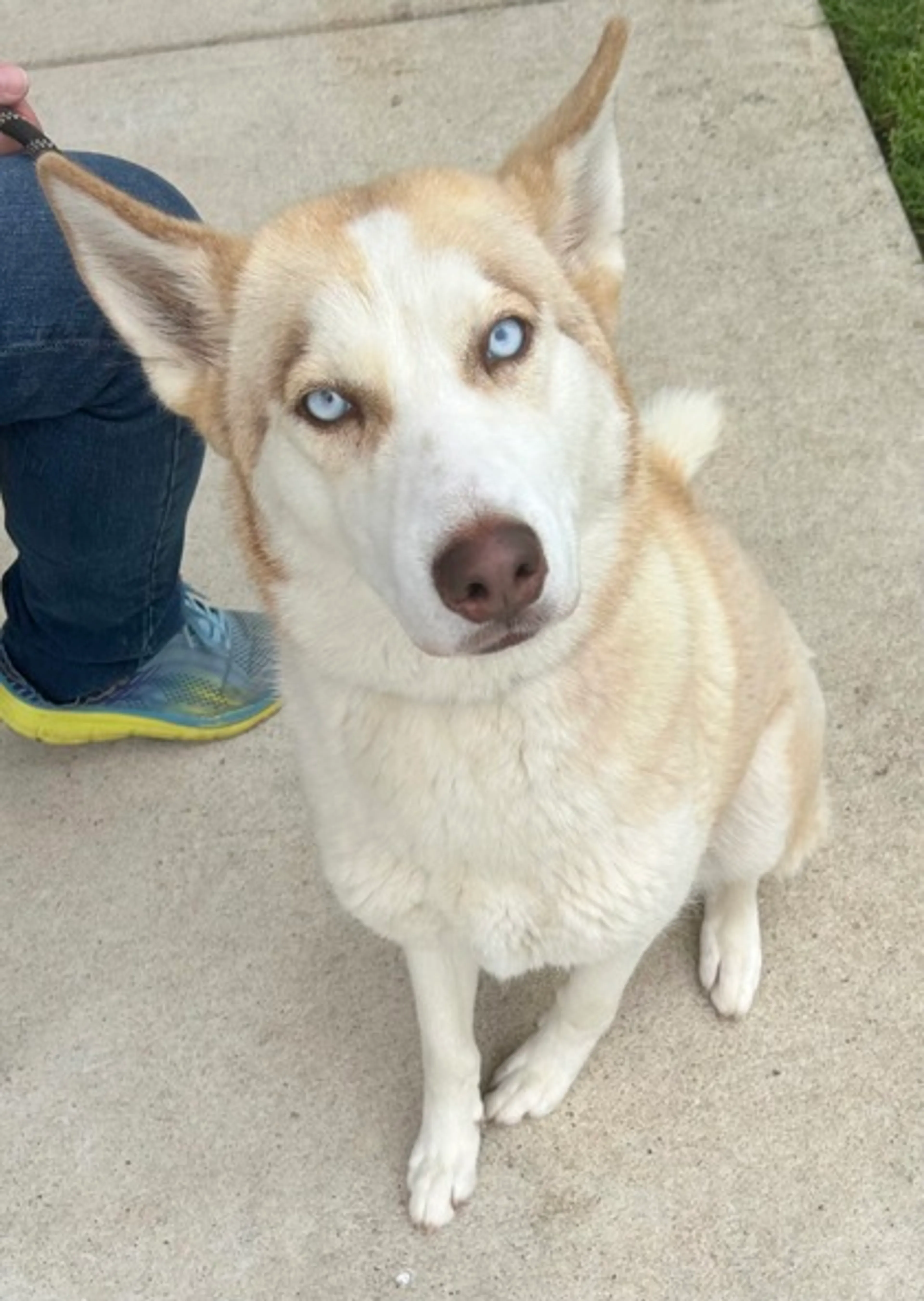 Found pet-1