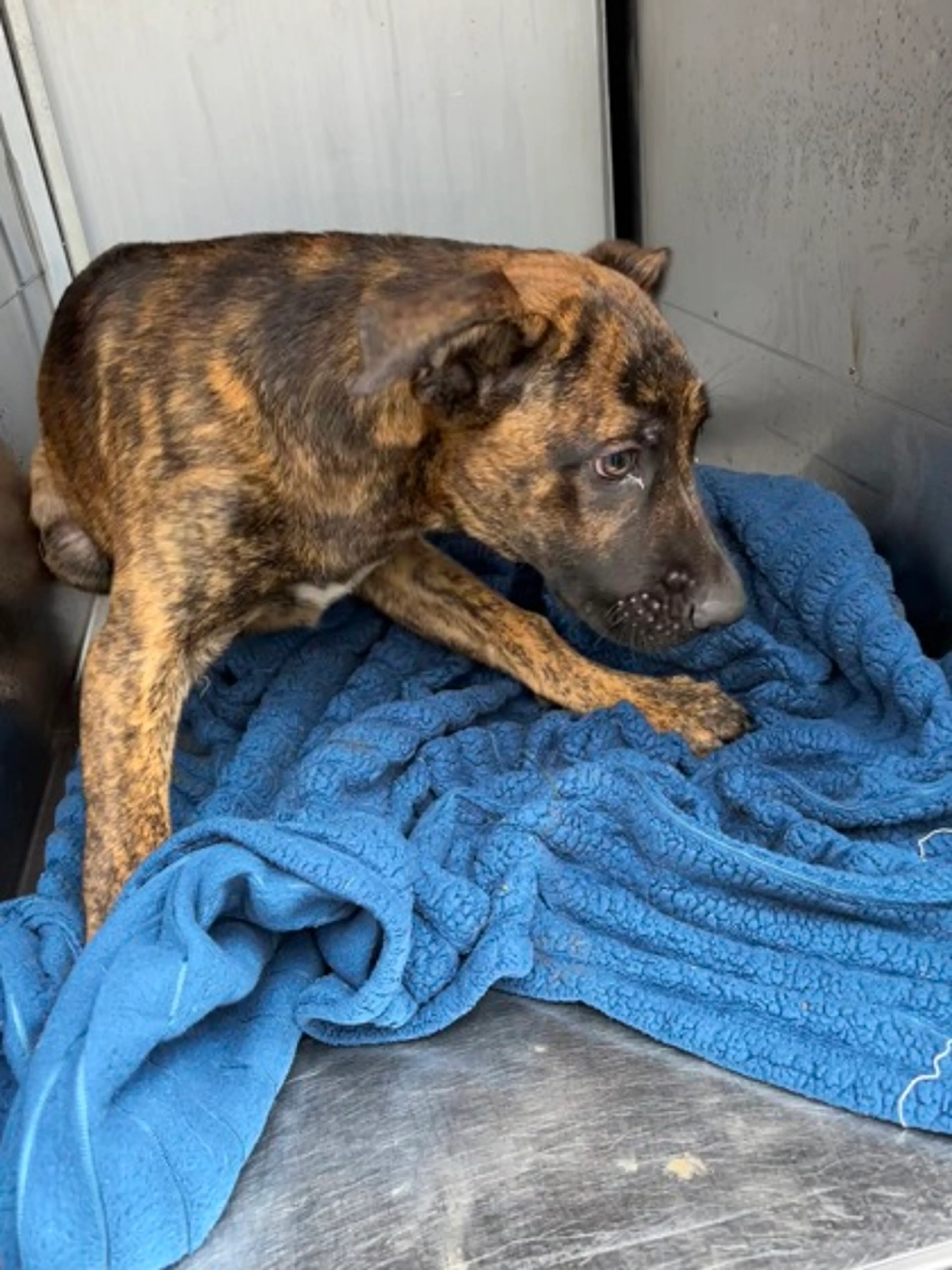 Found pet