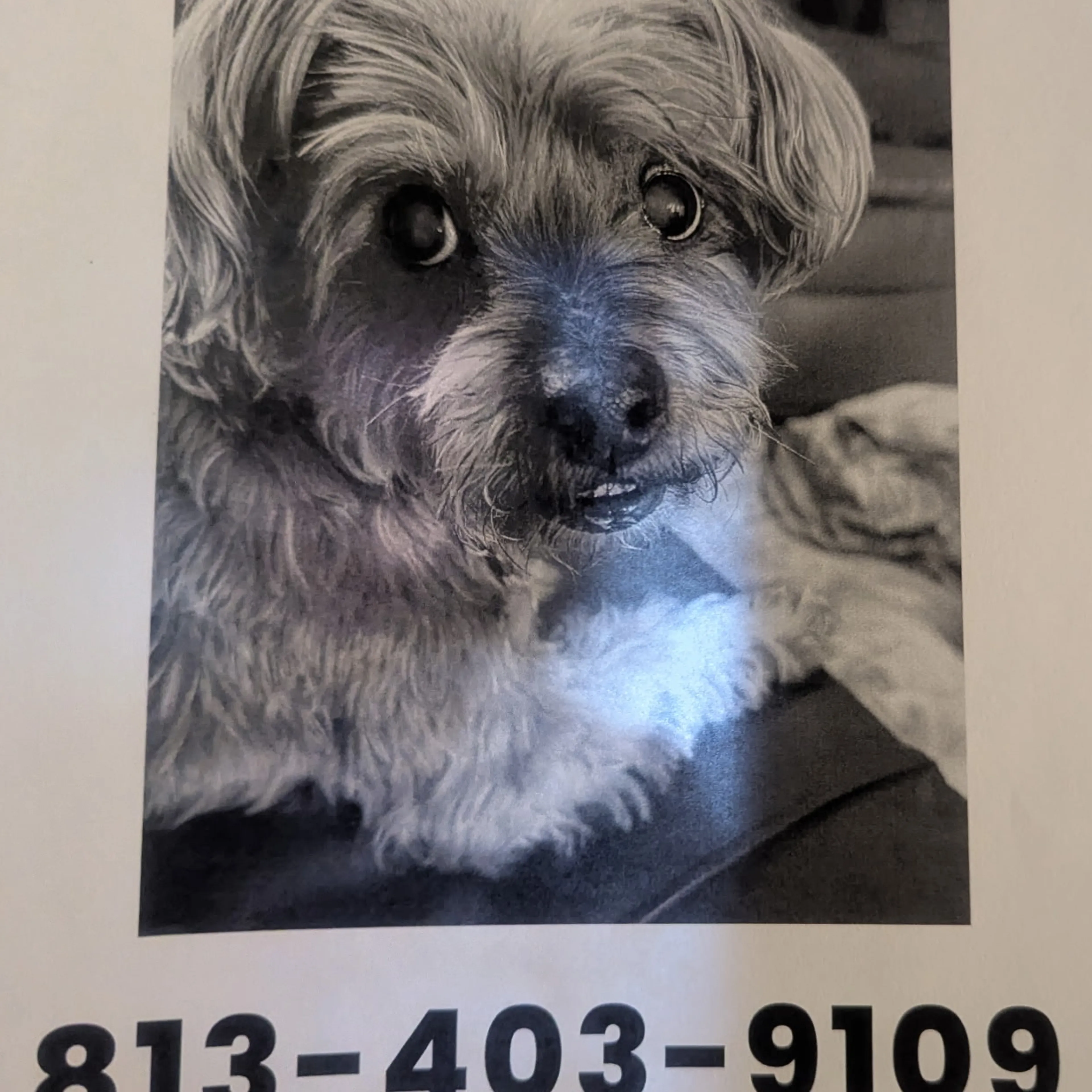 Lost pet-1