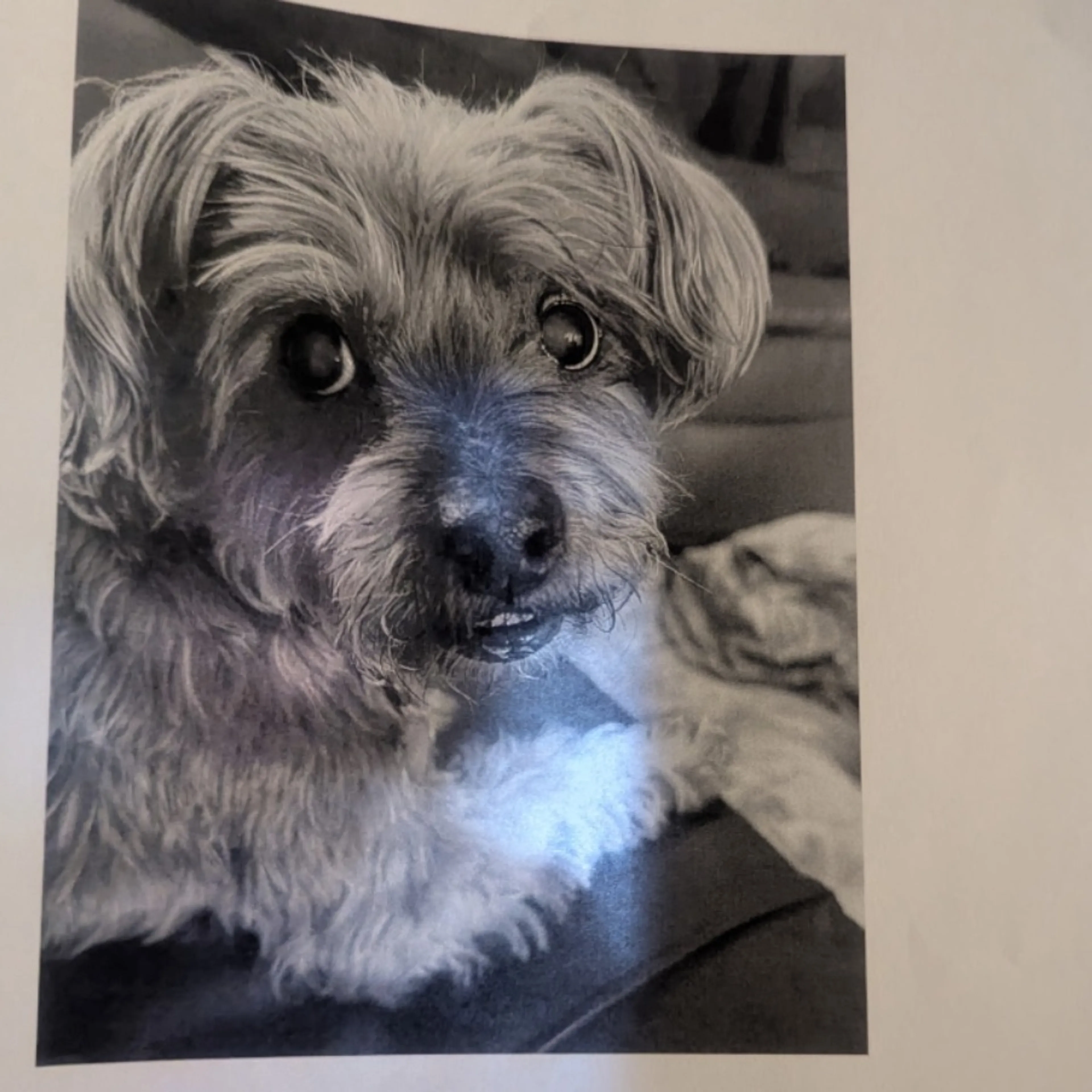 Lost pet-0