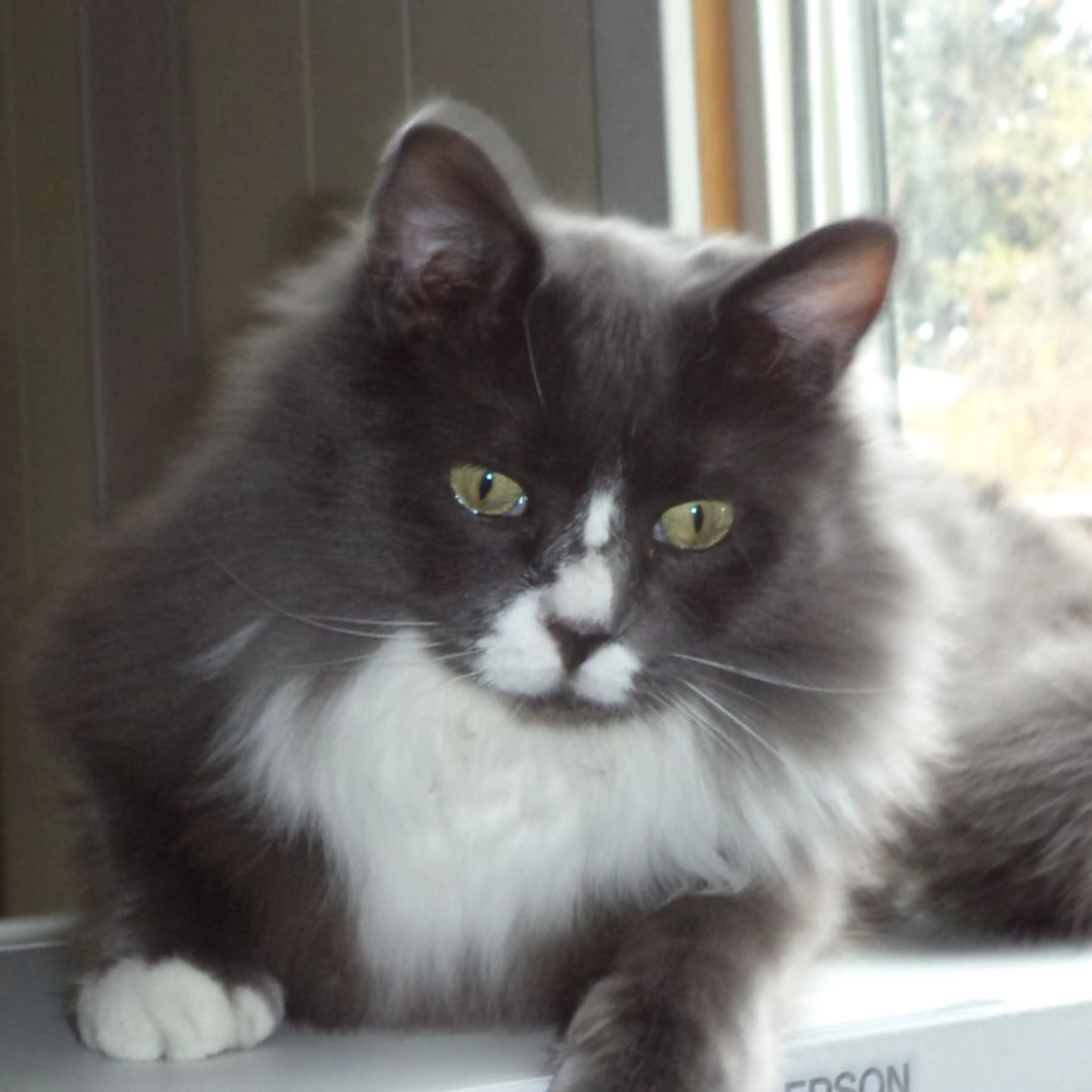 Lost pet
