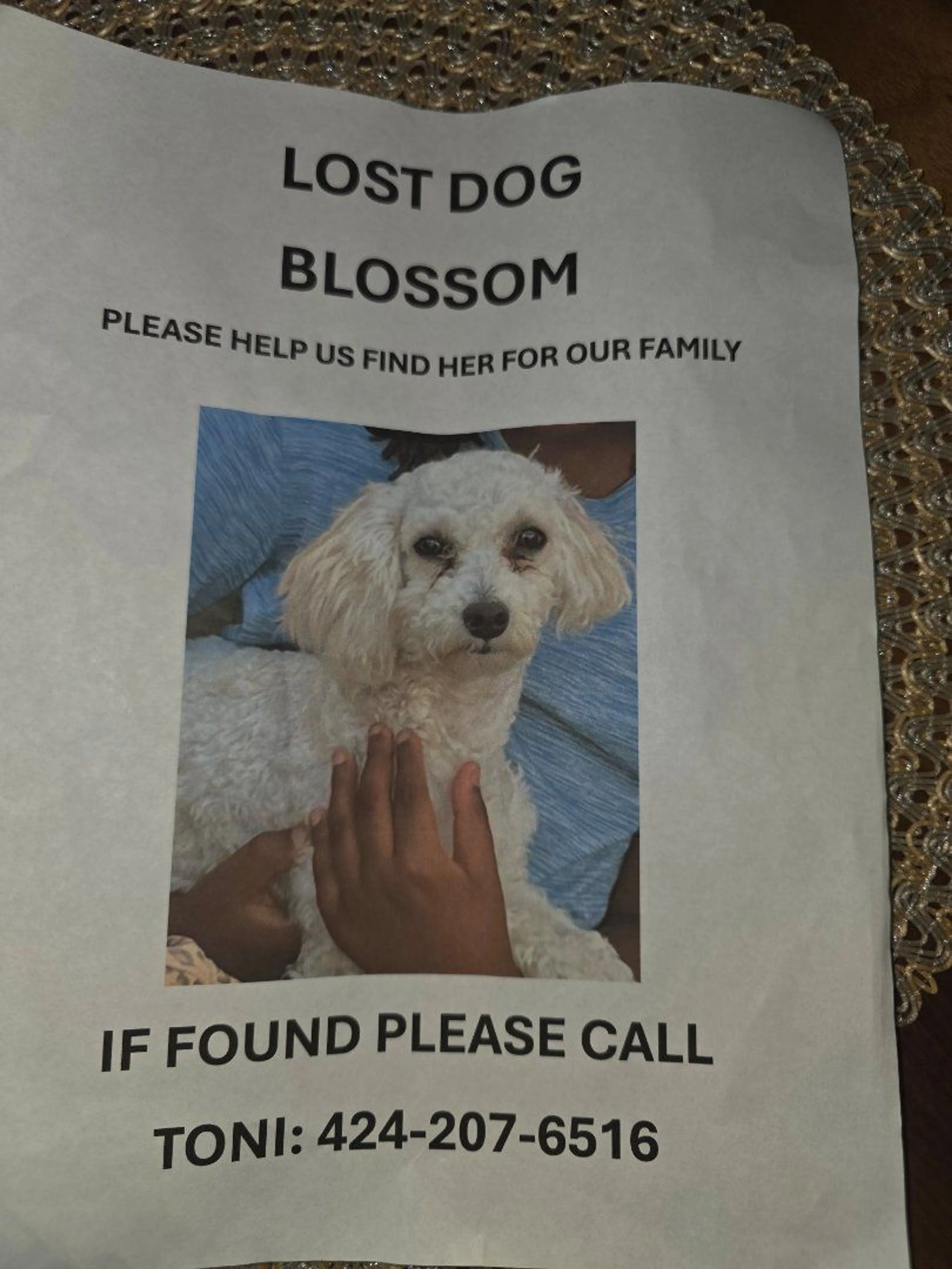 Lost pet