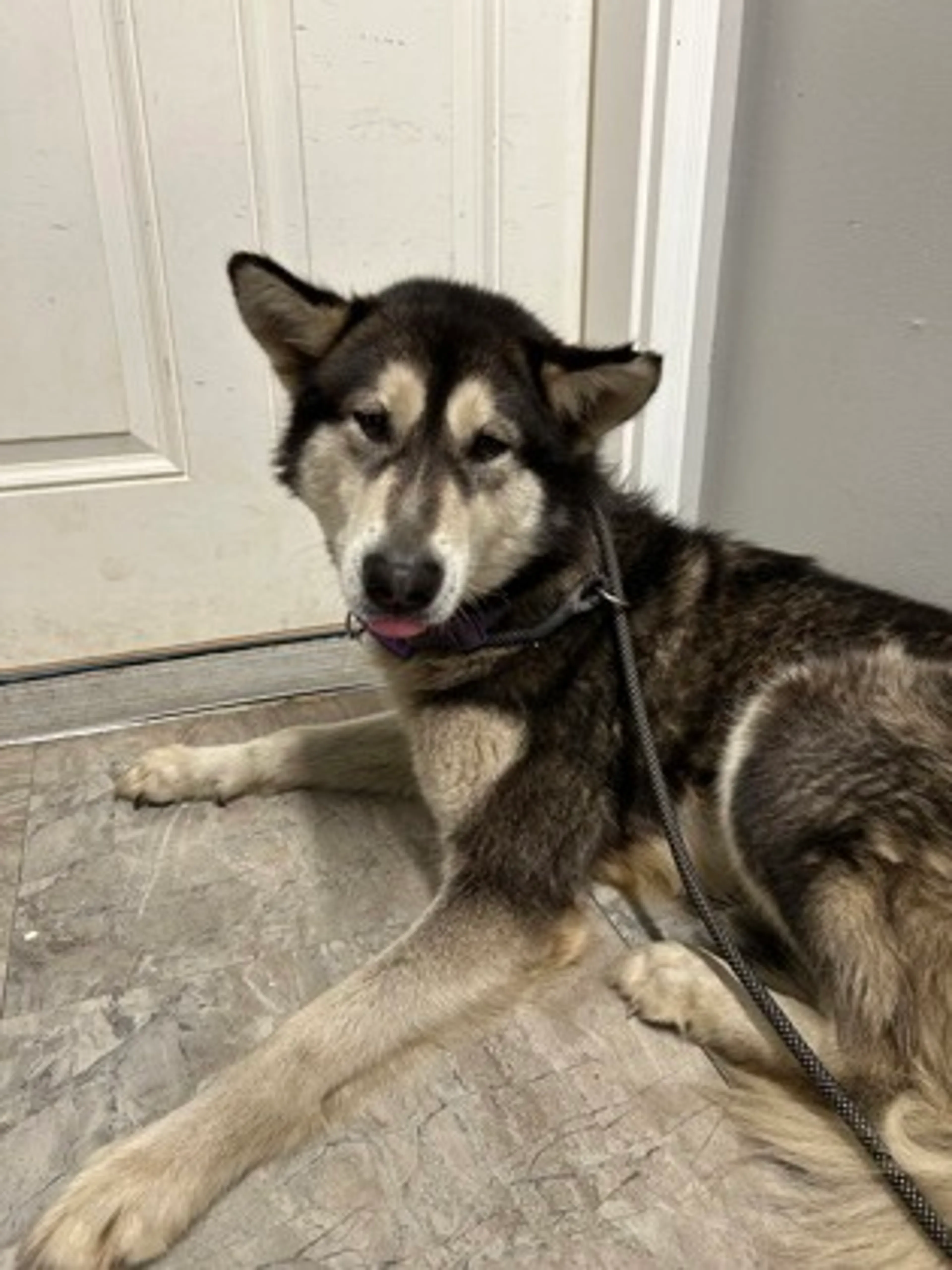 Found pet