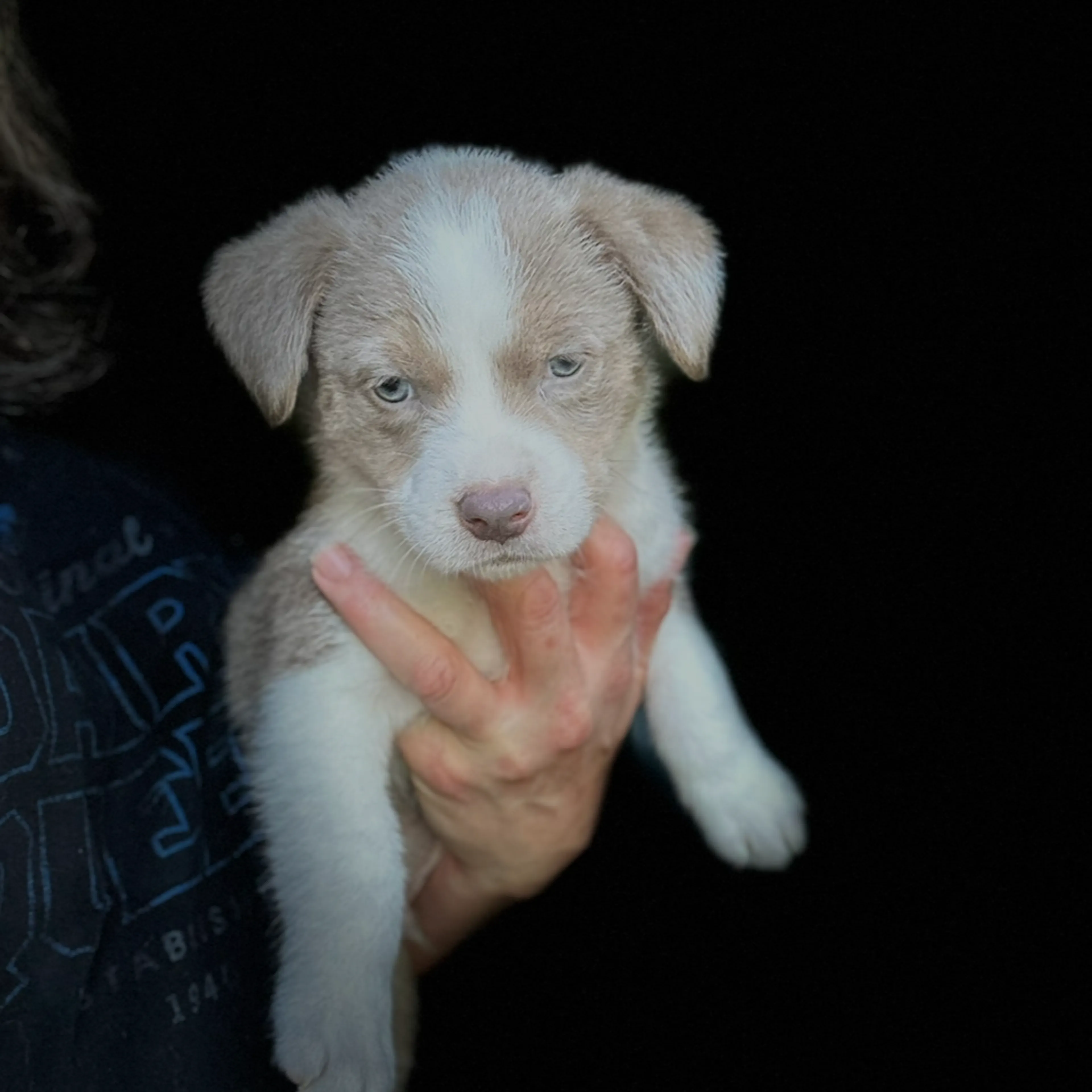 Found pet-1