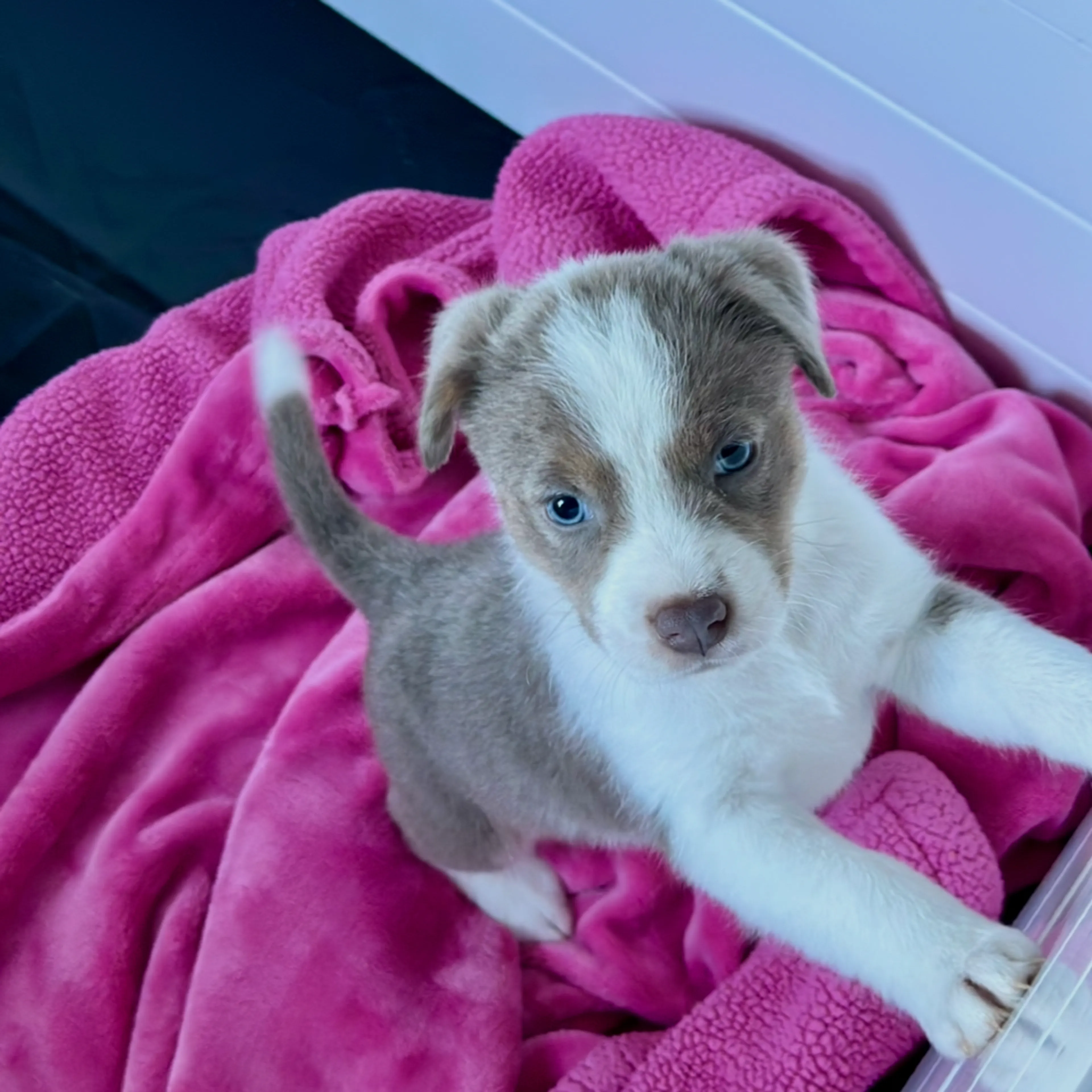 Found pet-2