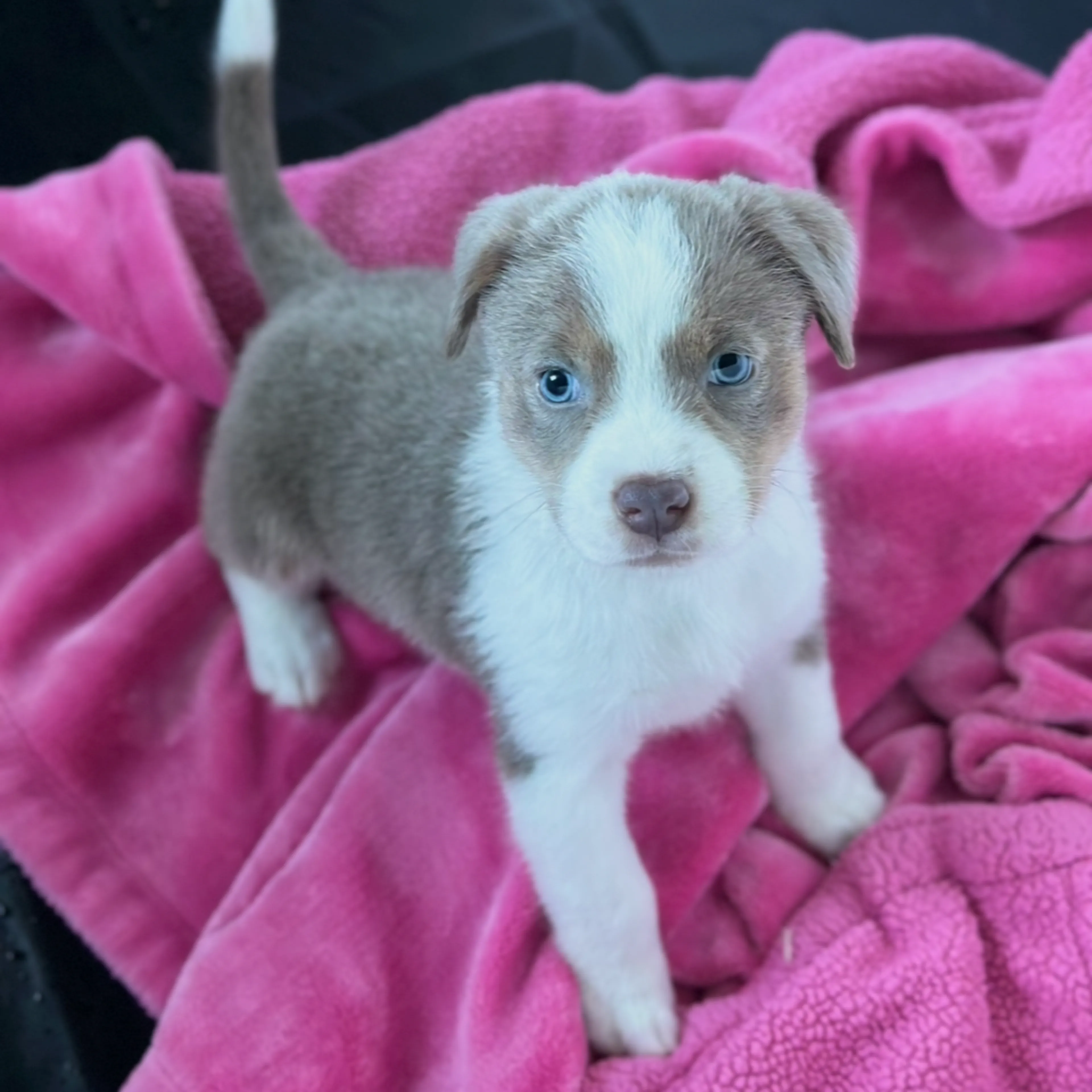 Found pet-3