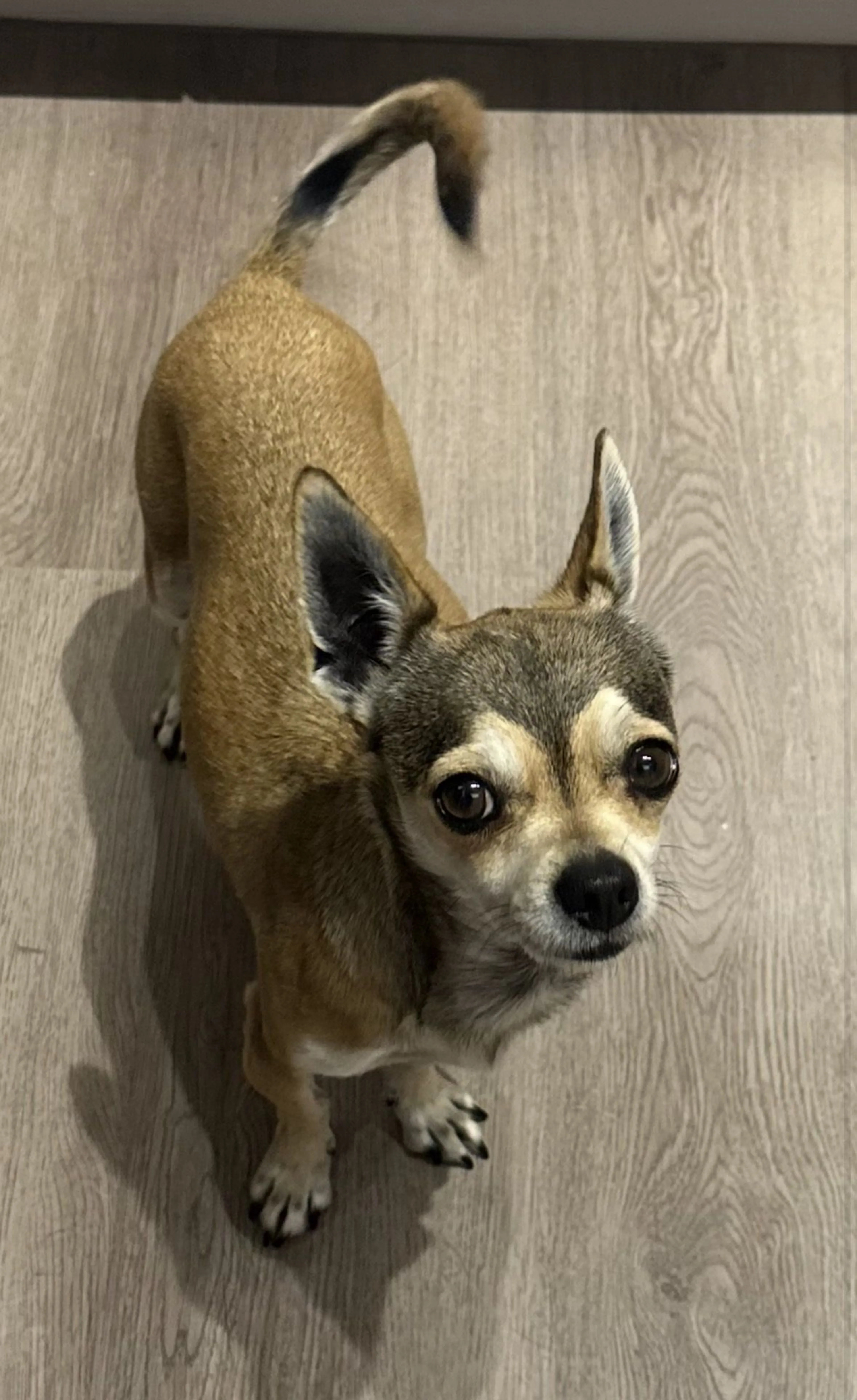 Lost pet