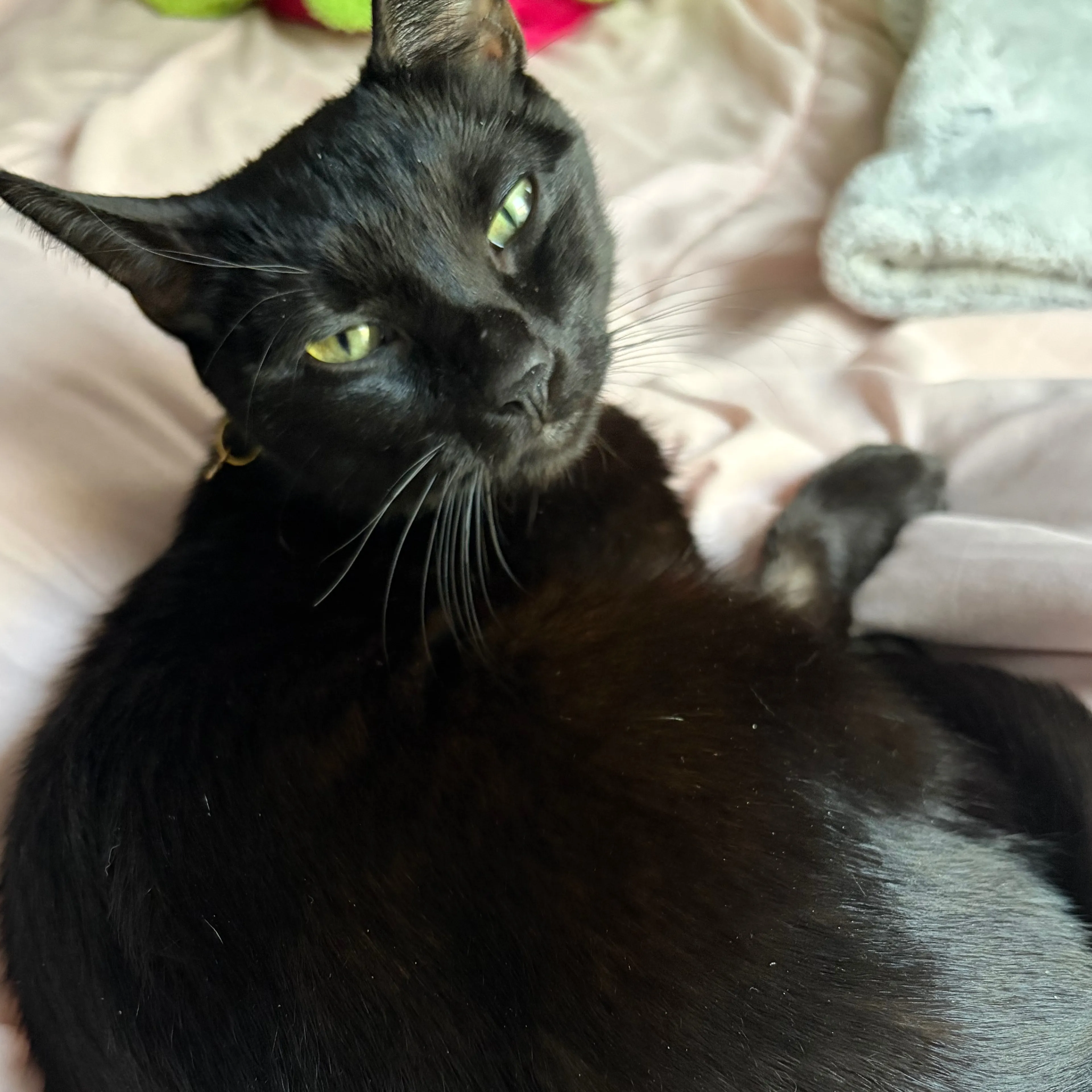 Lost pet-2