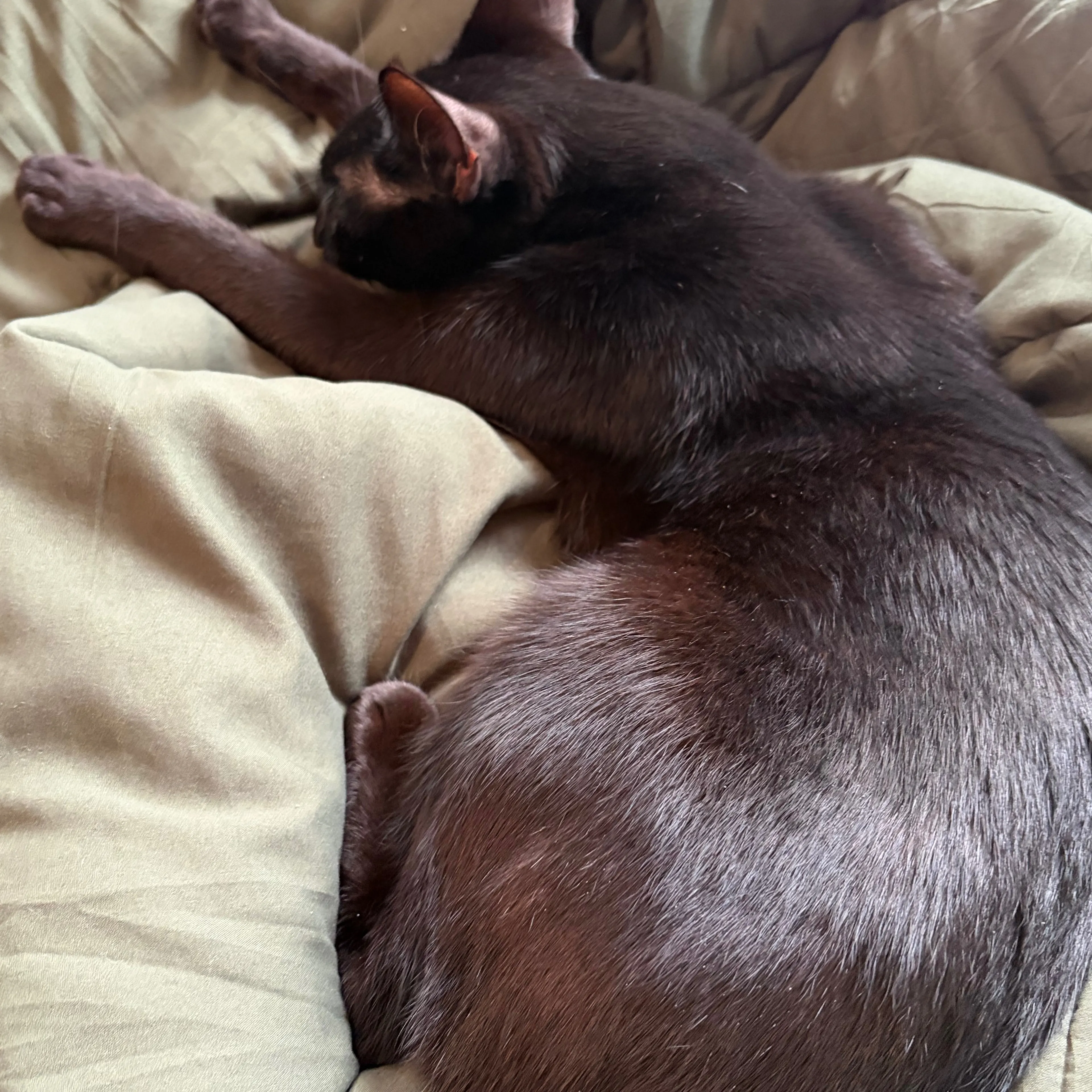 Lost pet-1