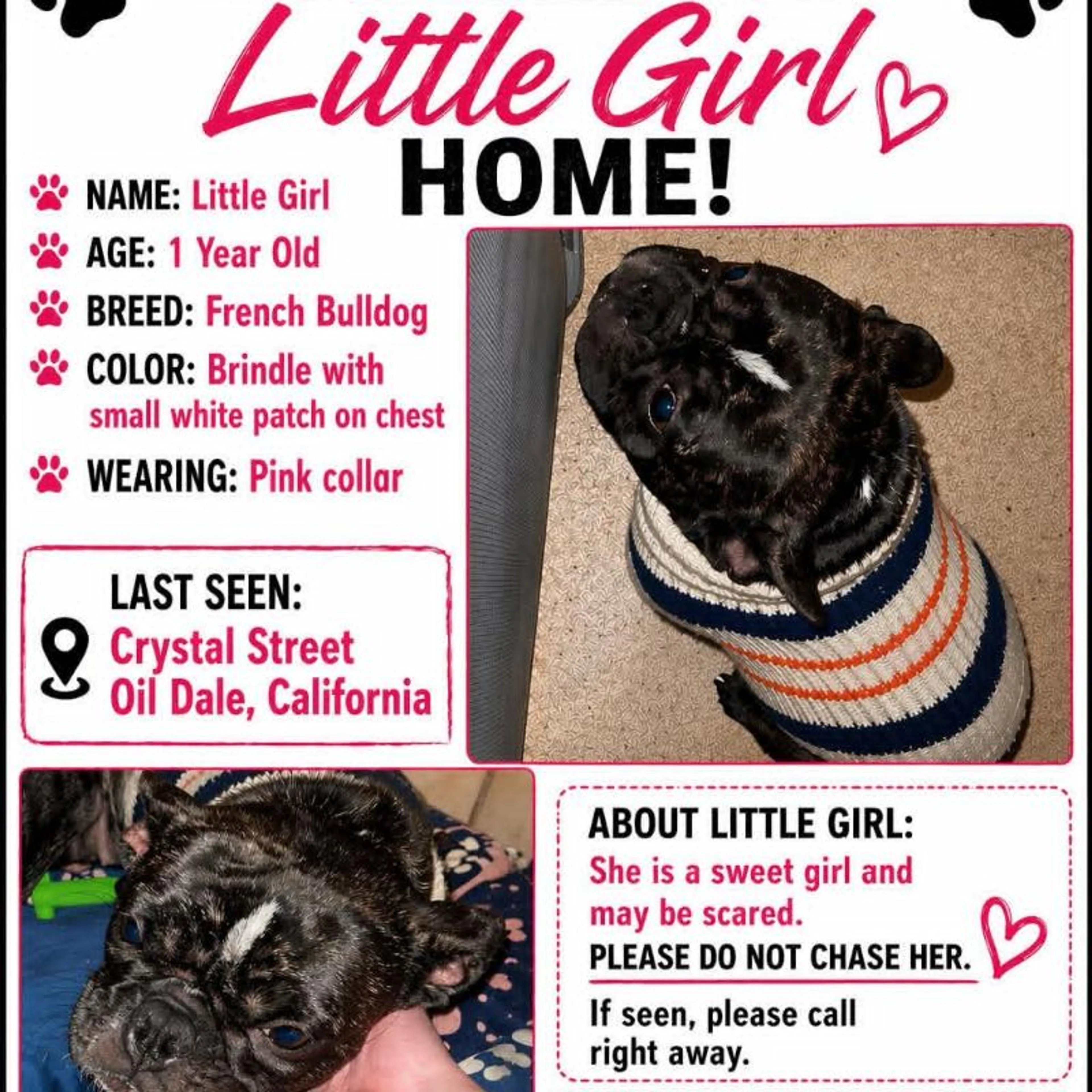 Lost pet