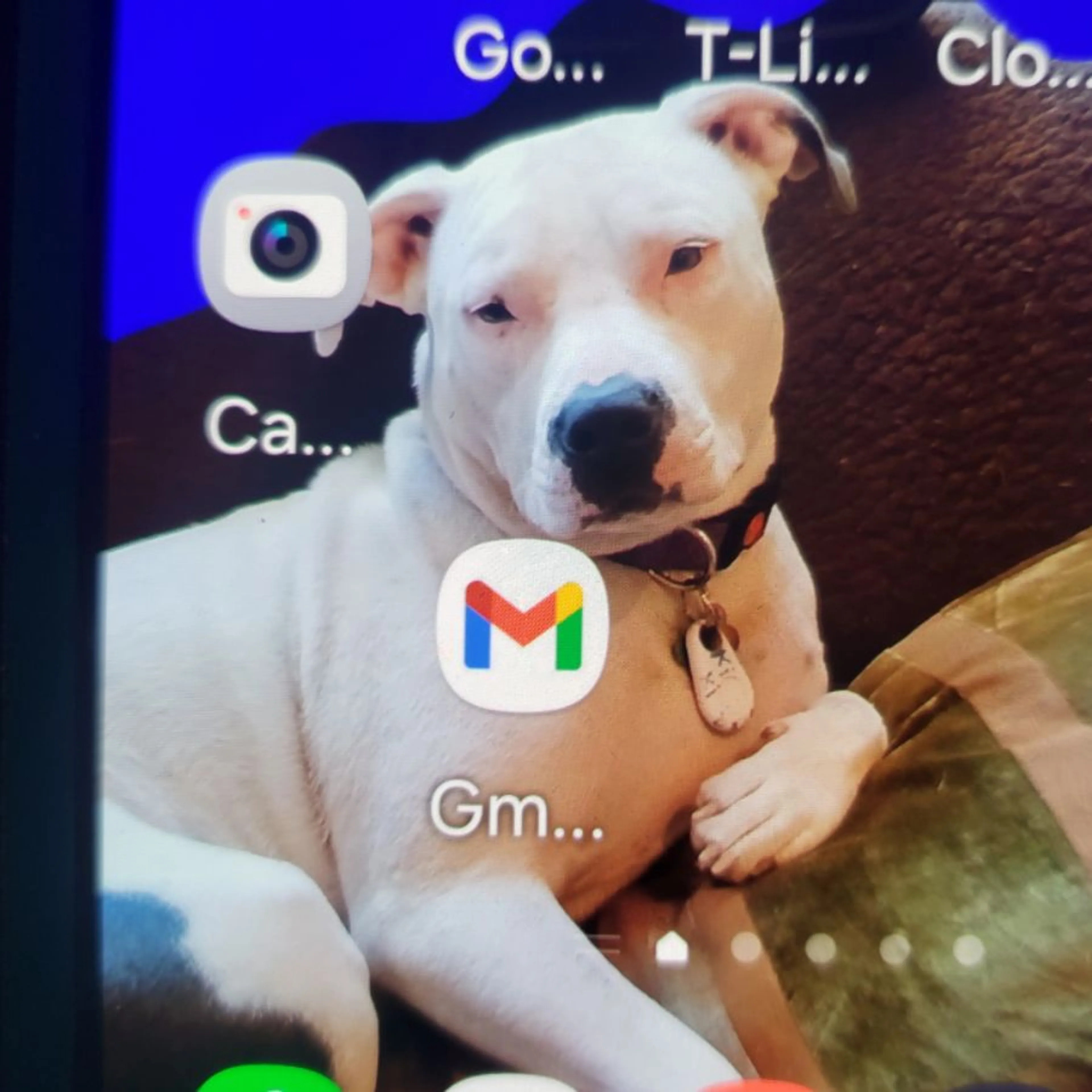 Lost pet