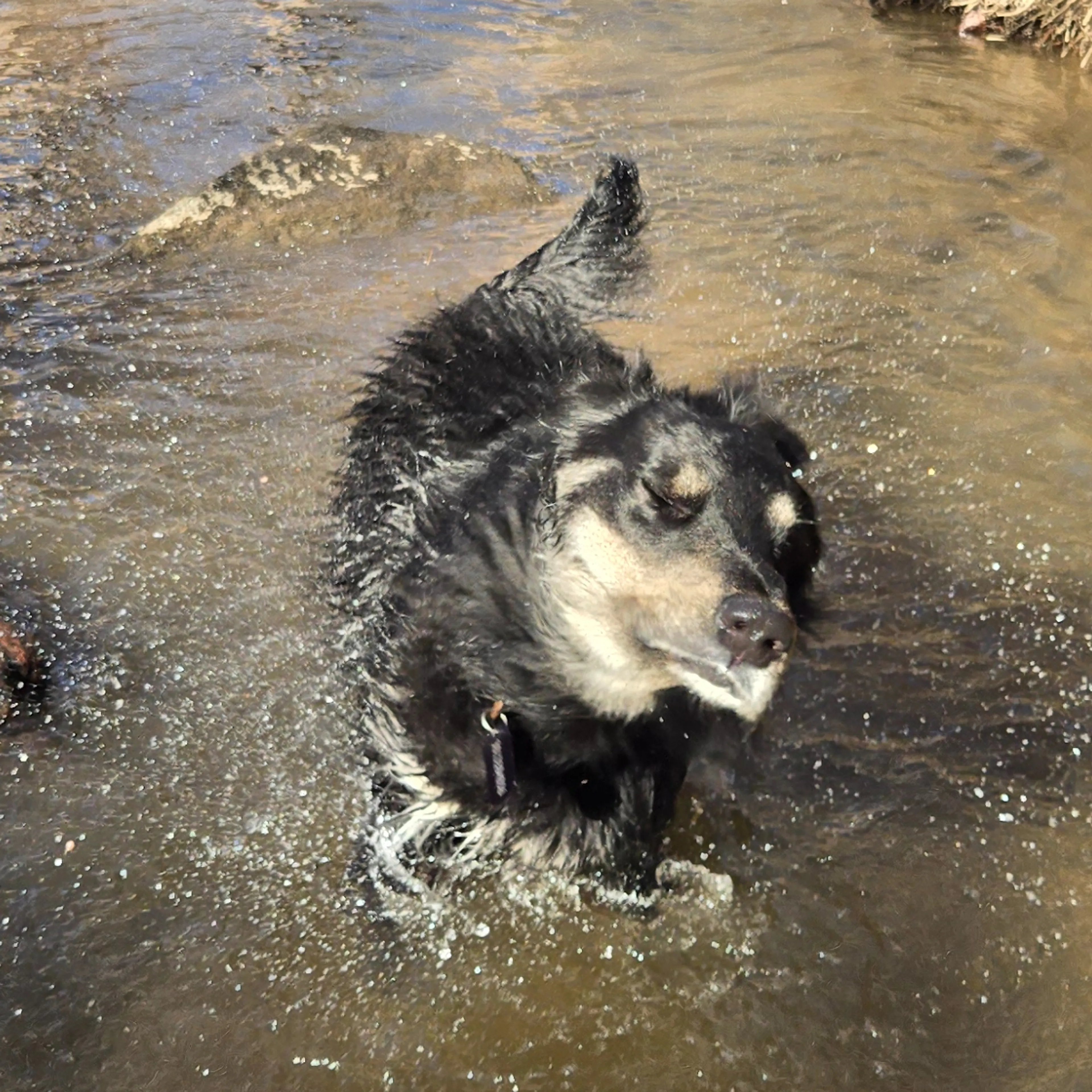 Lost pet-1