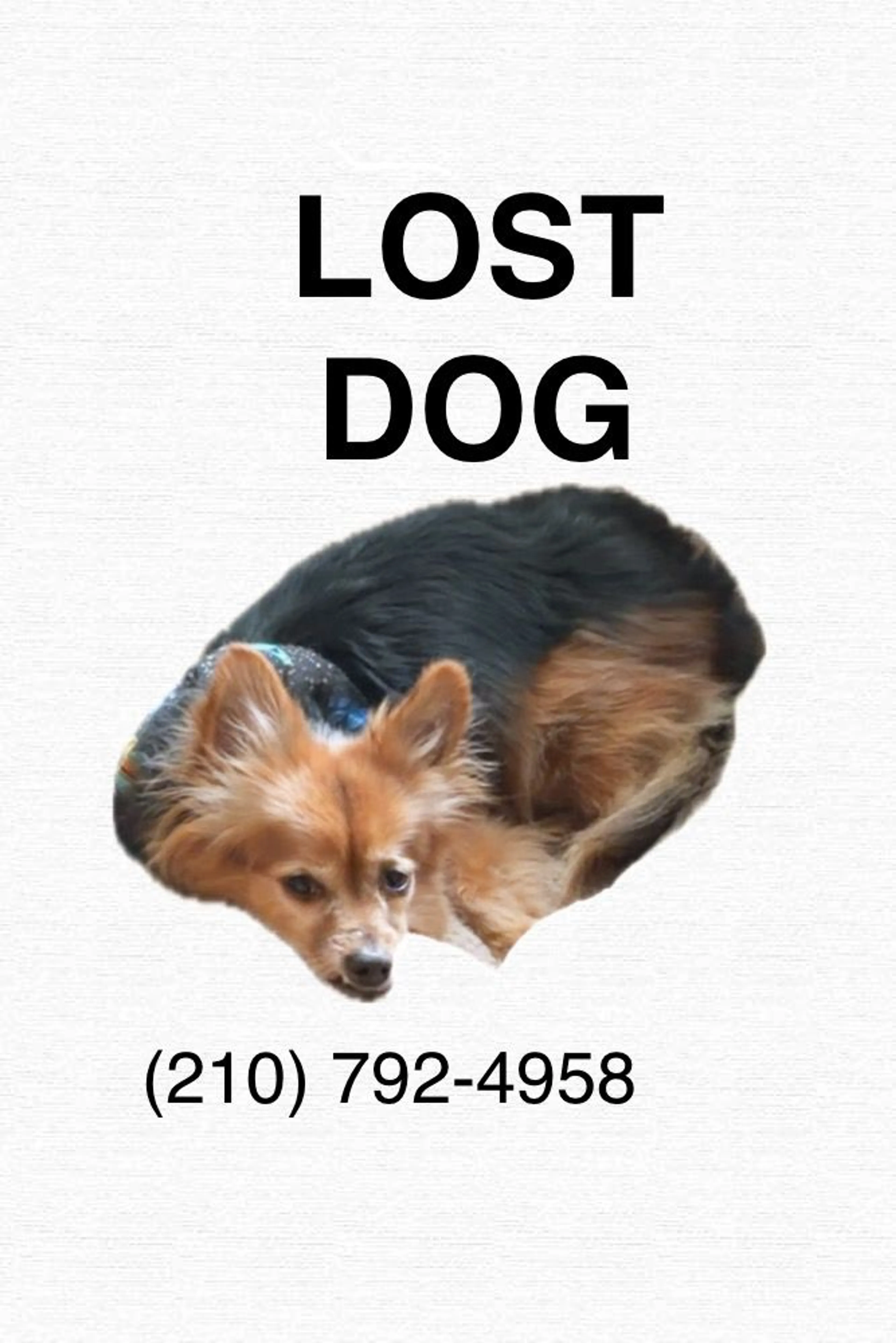 Lost pet-0