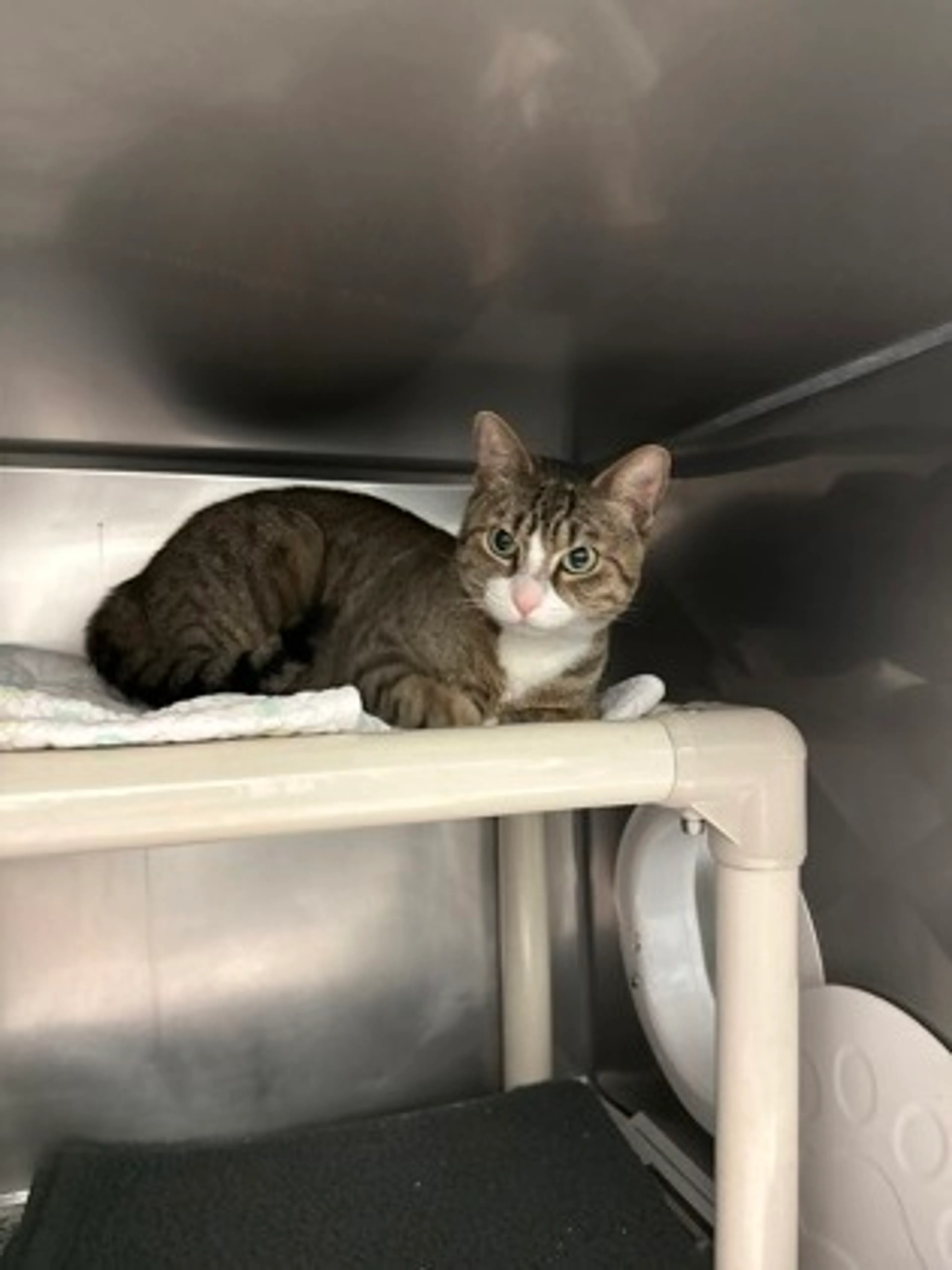 Found pet-2