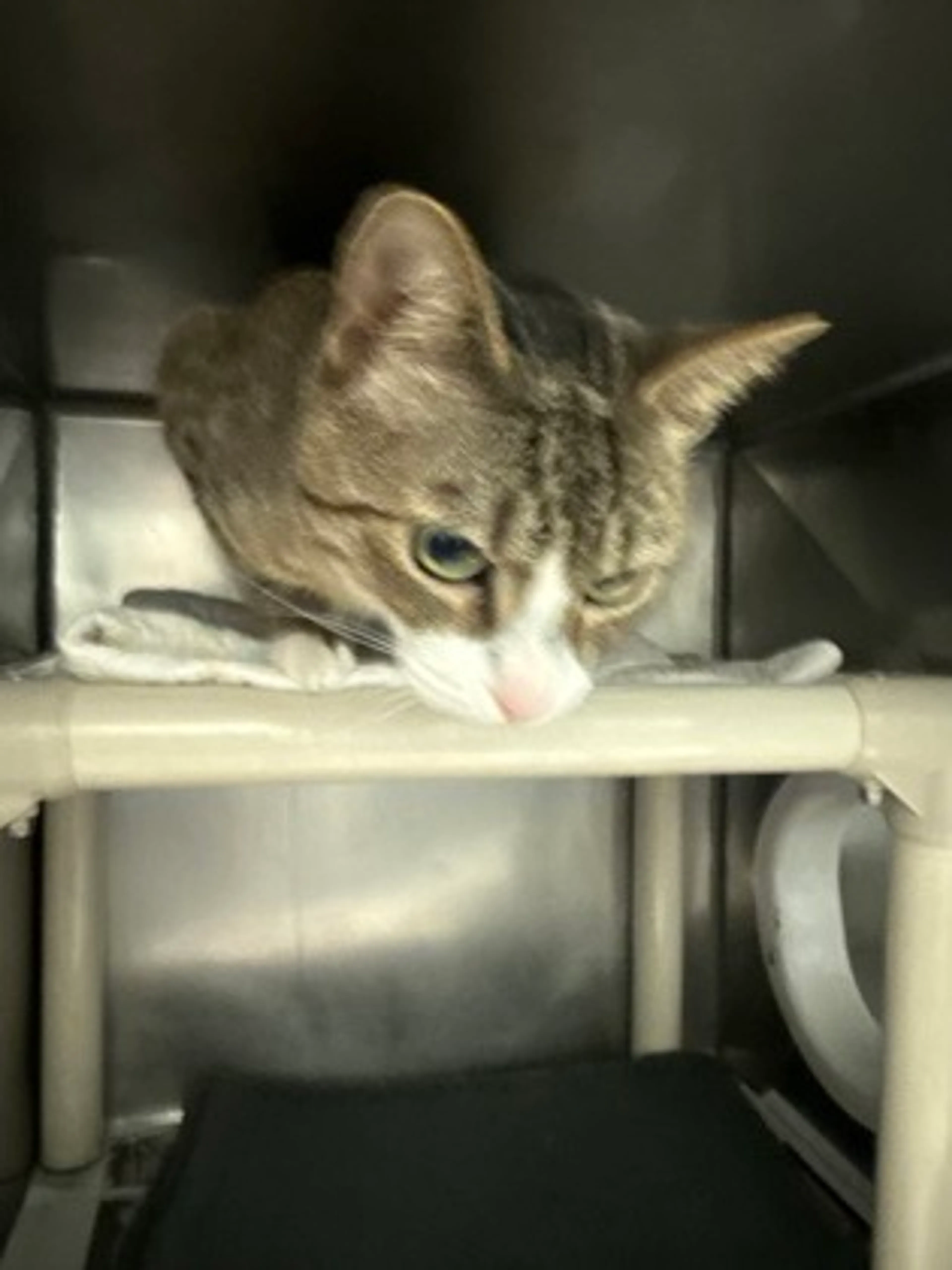 Found pet-1