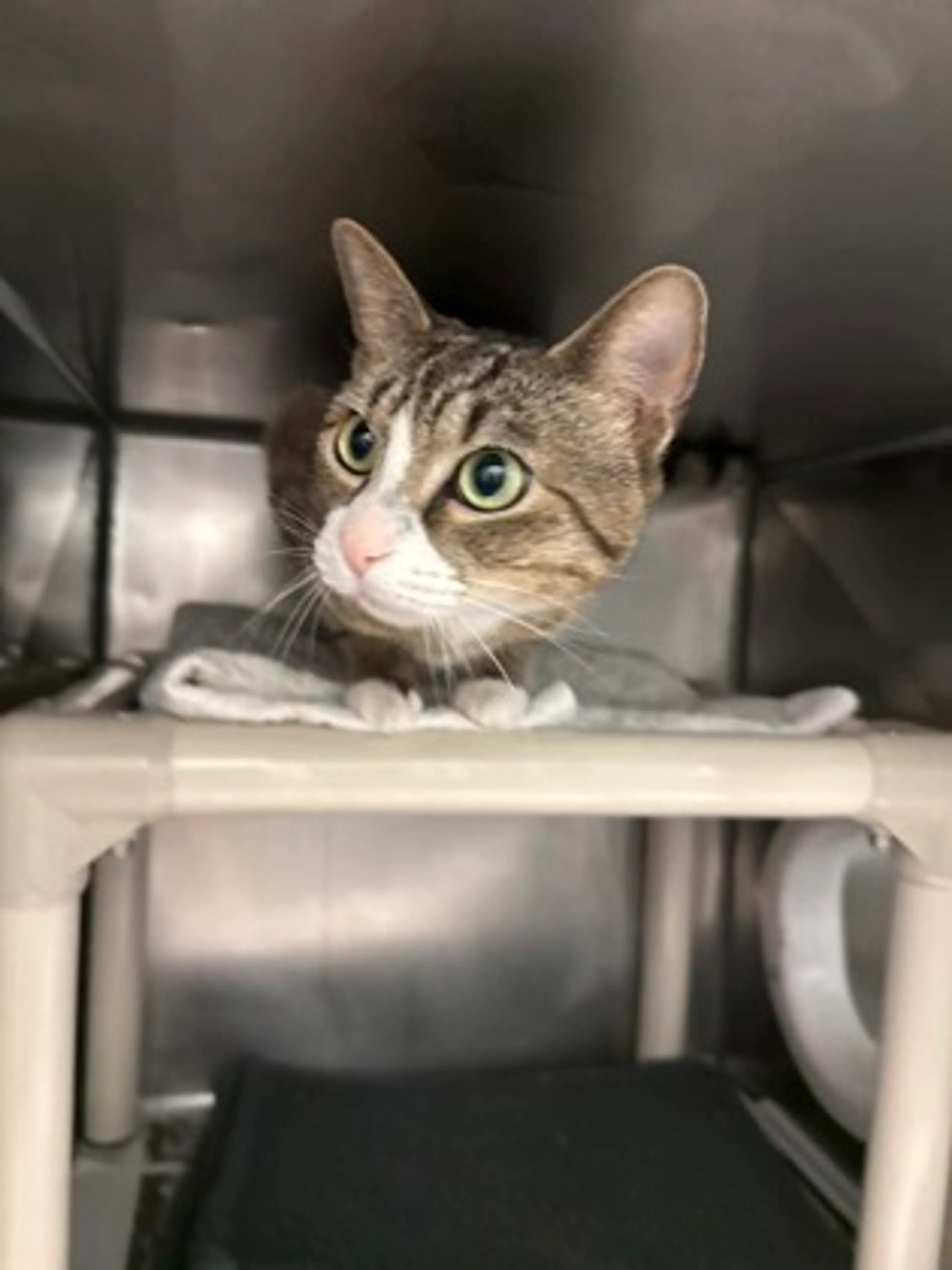 Found pet-0