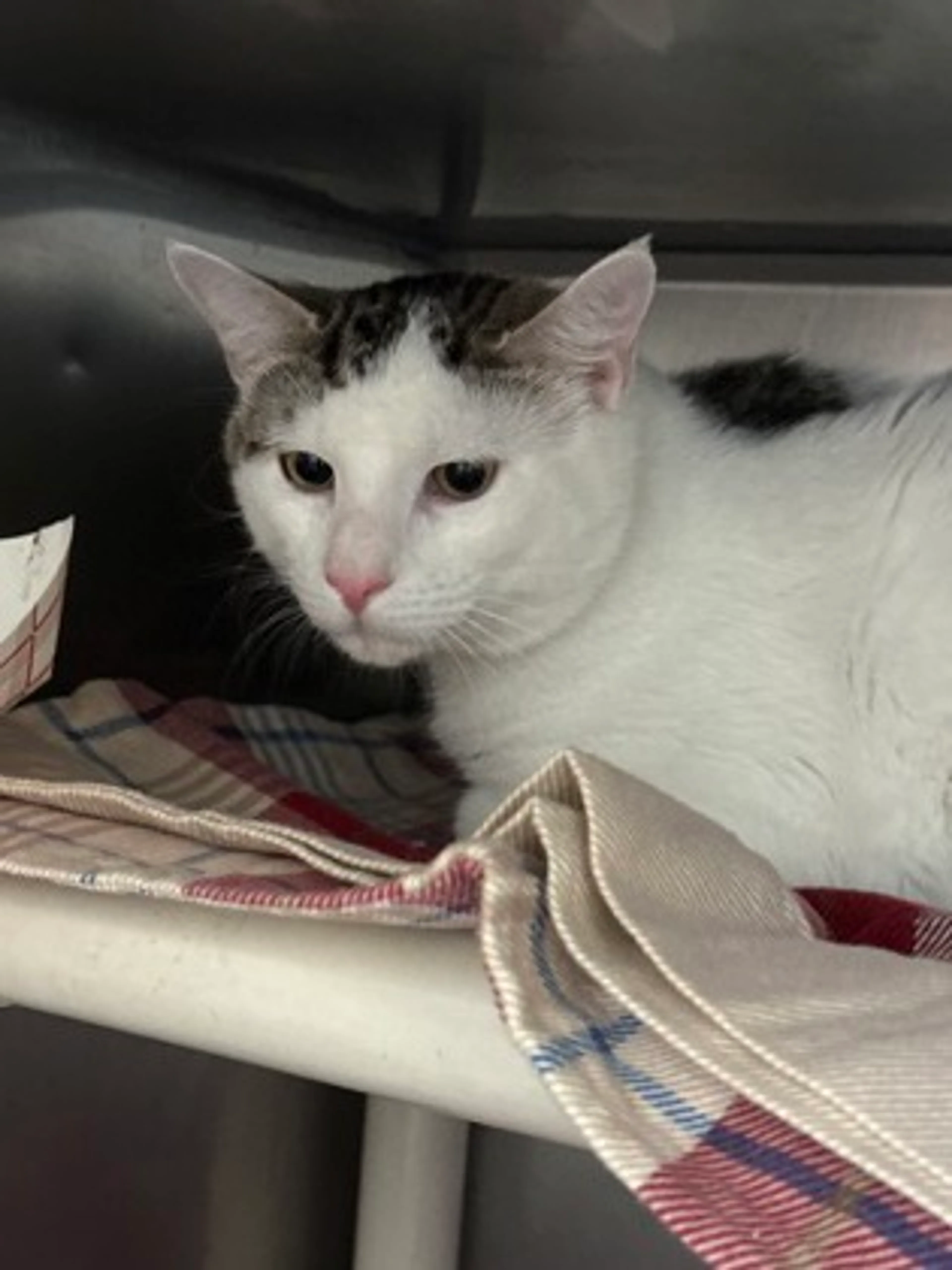 Found pet-1