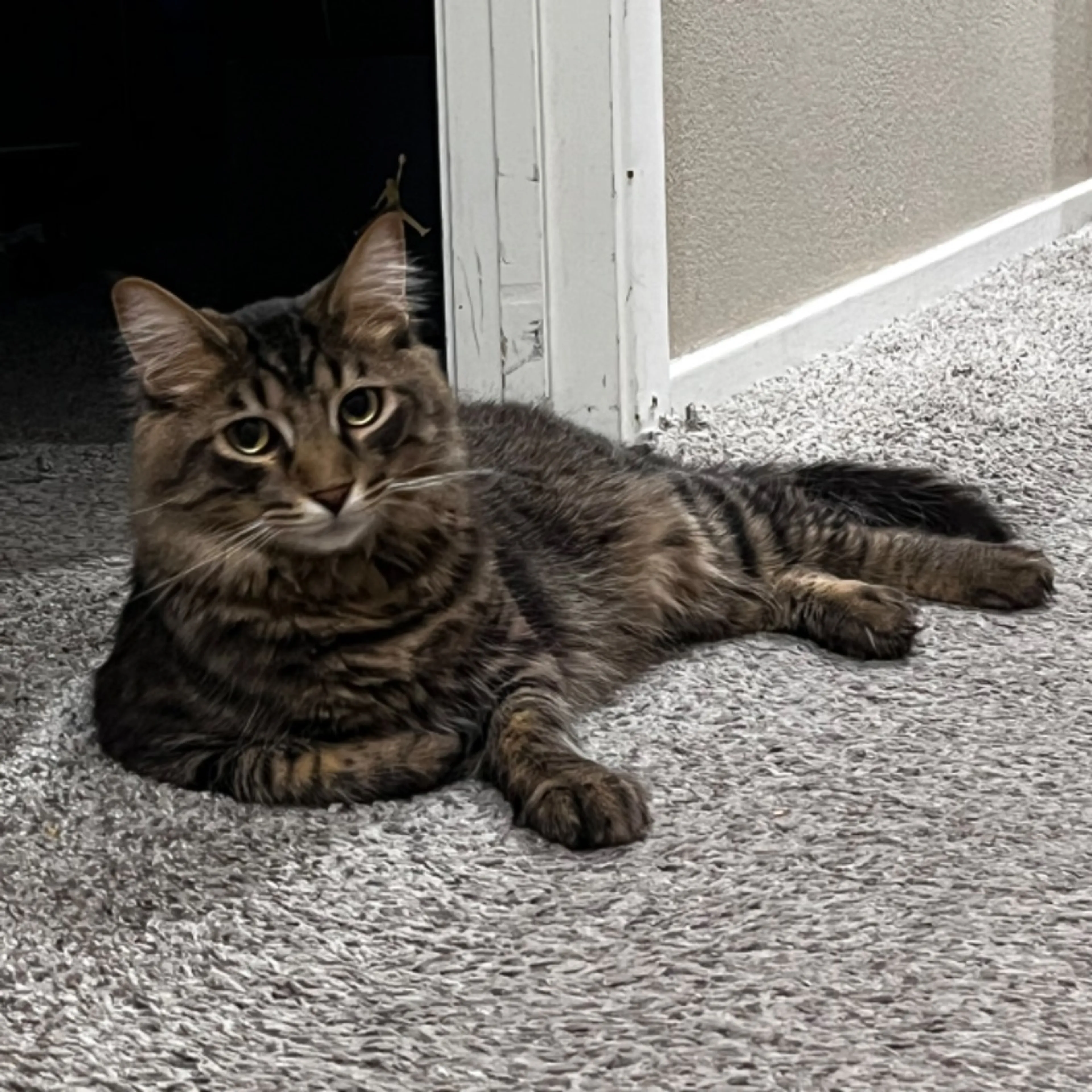 Lost pet