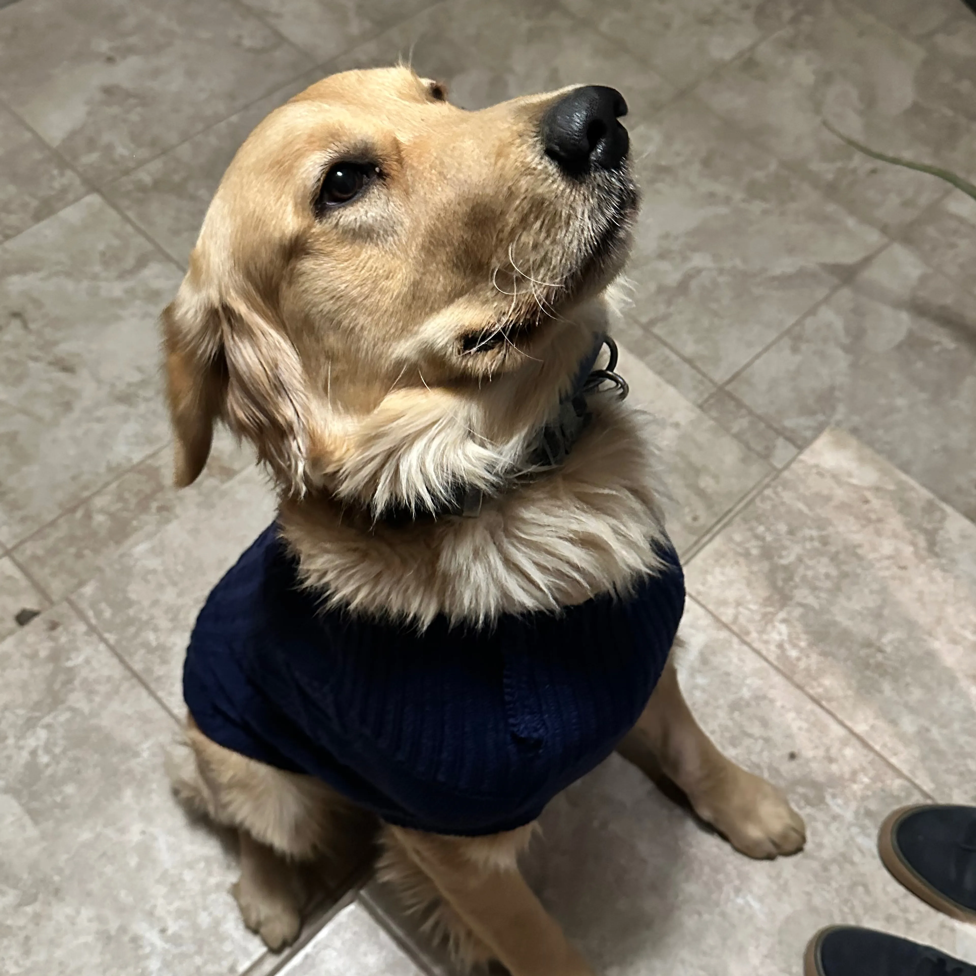 Lost pet-2
