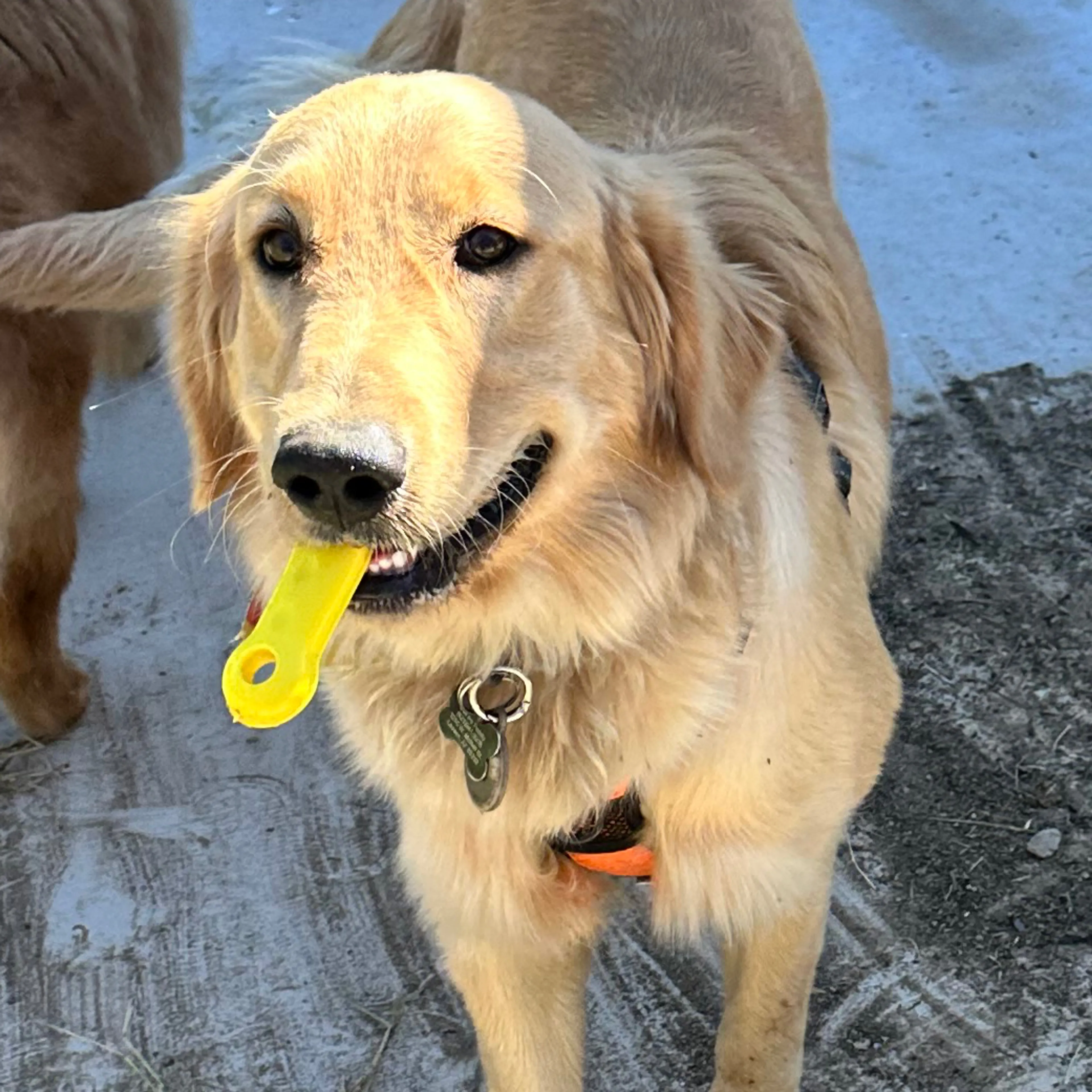 Lost pet-1