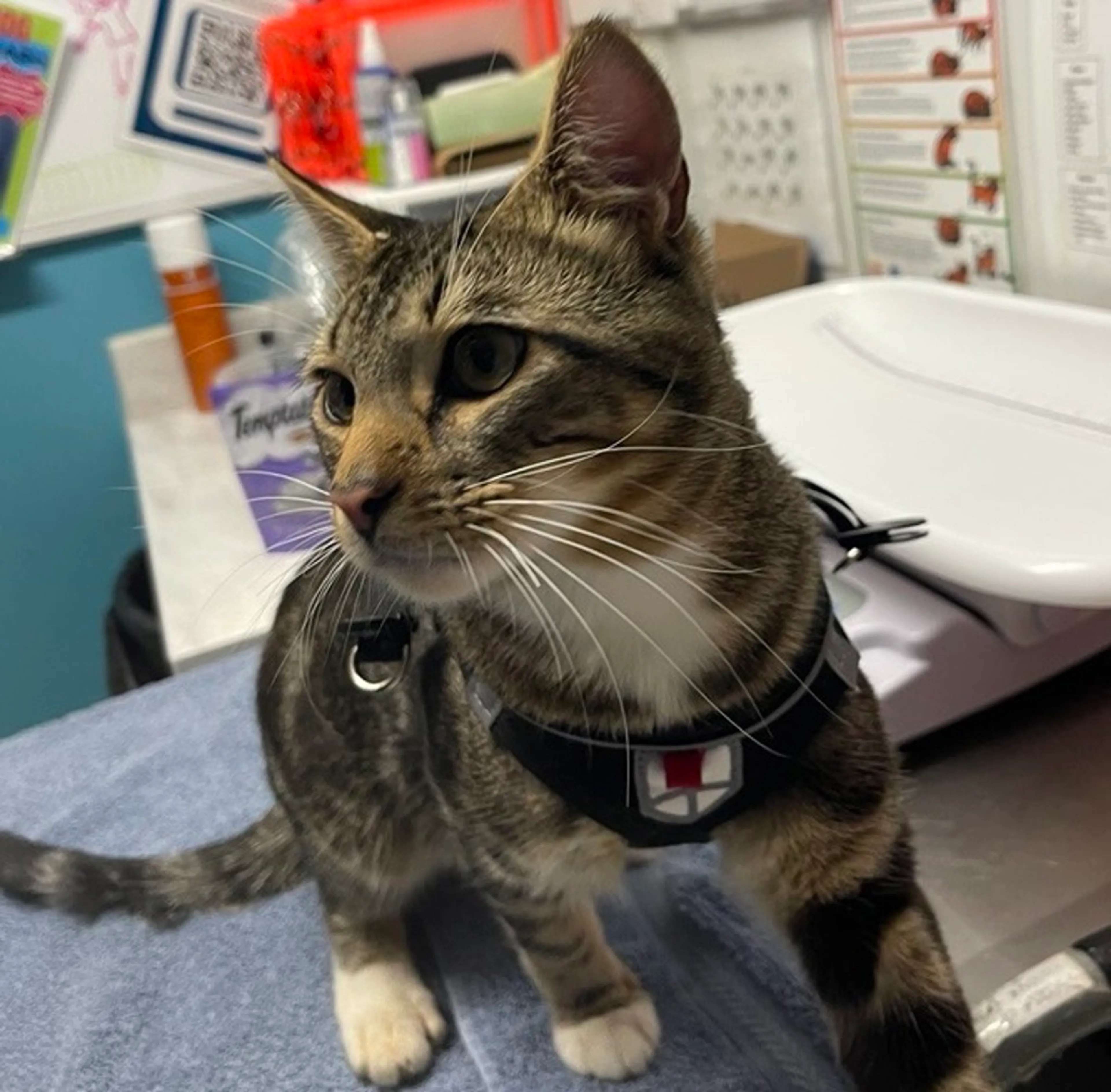 Found pet-1
