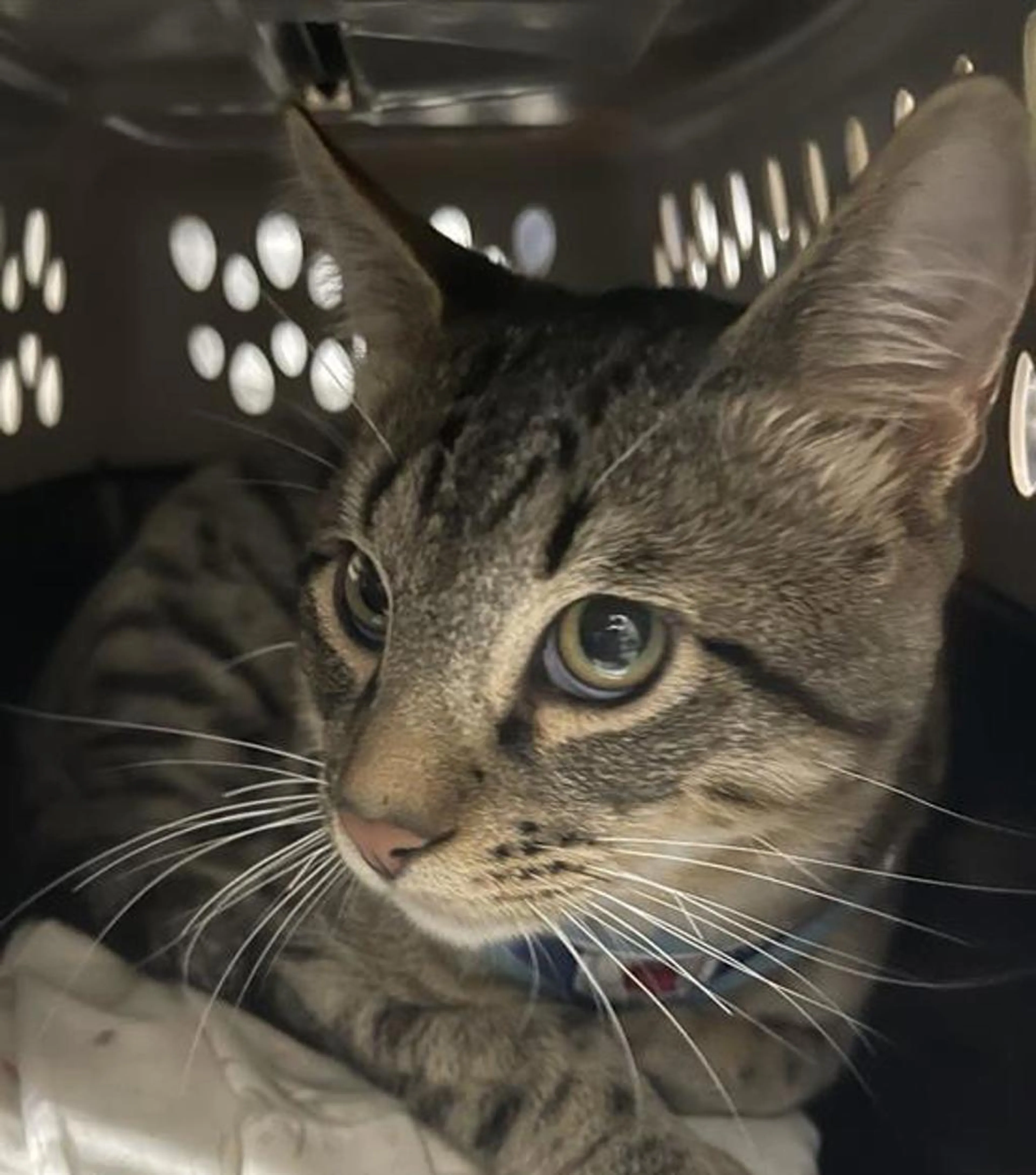 Found pet