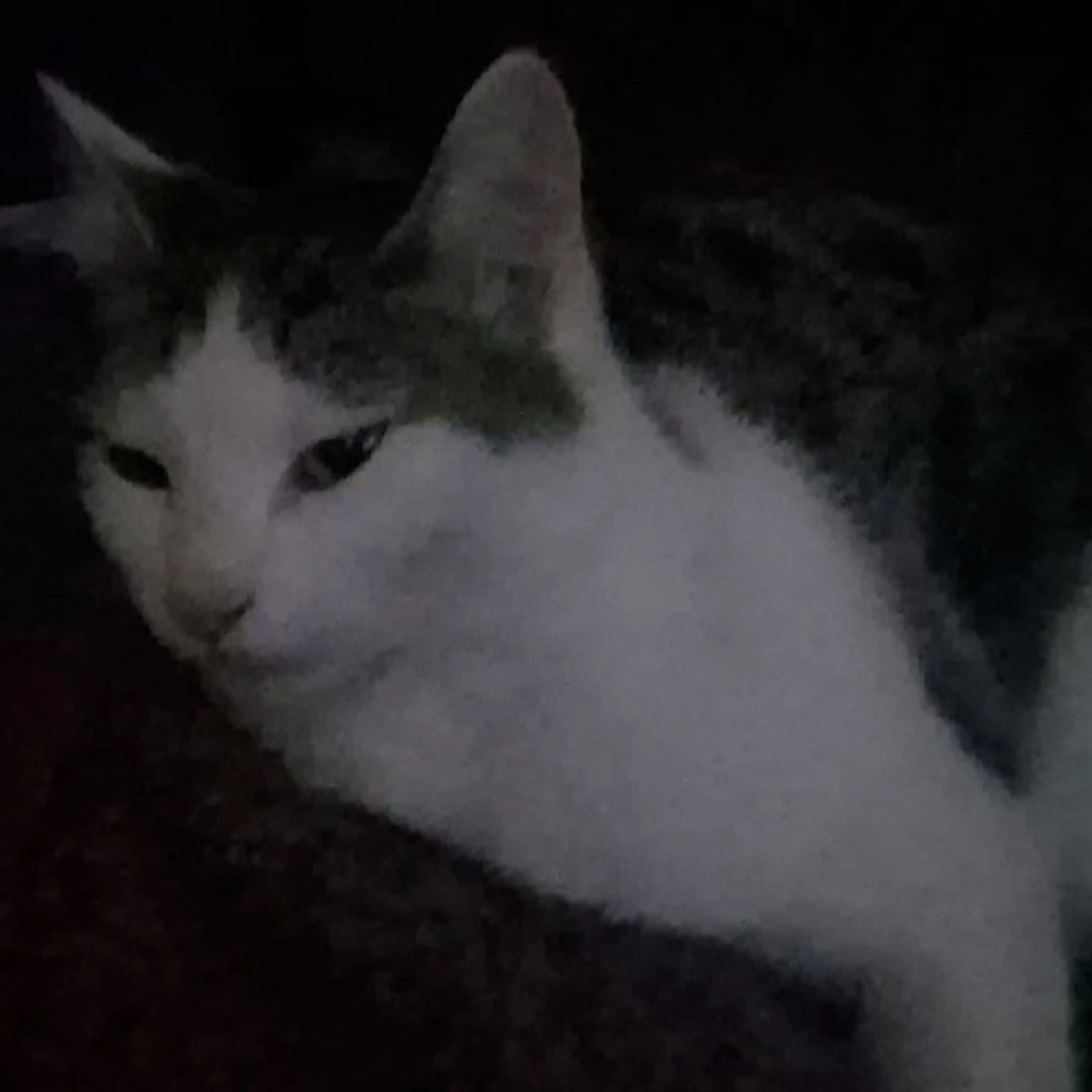 Lost pet