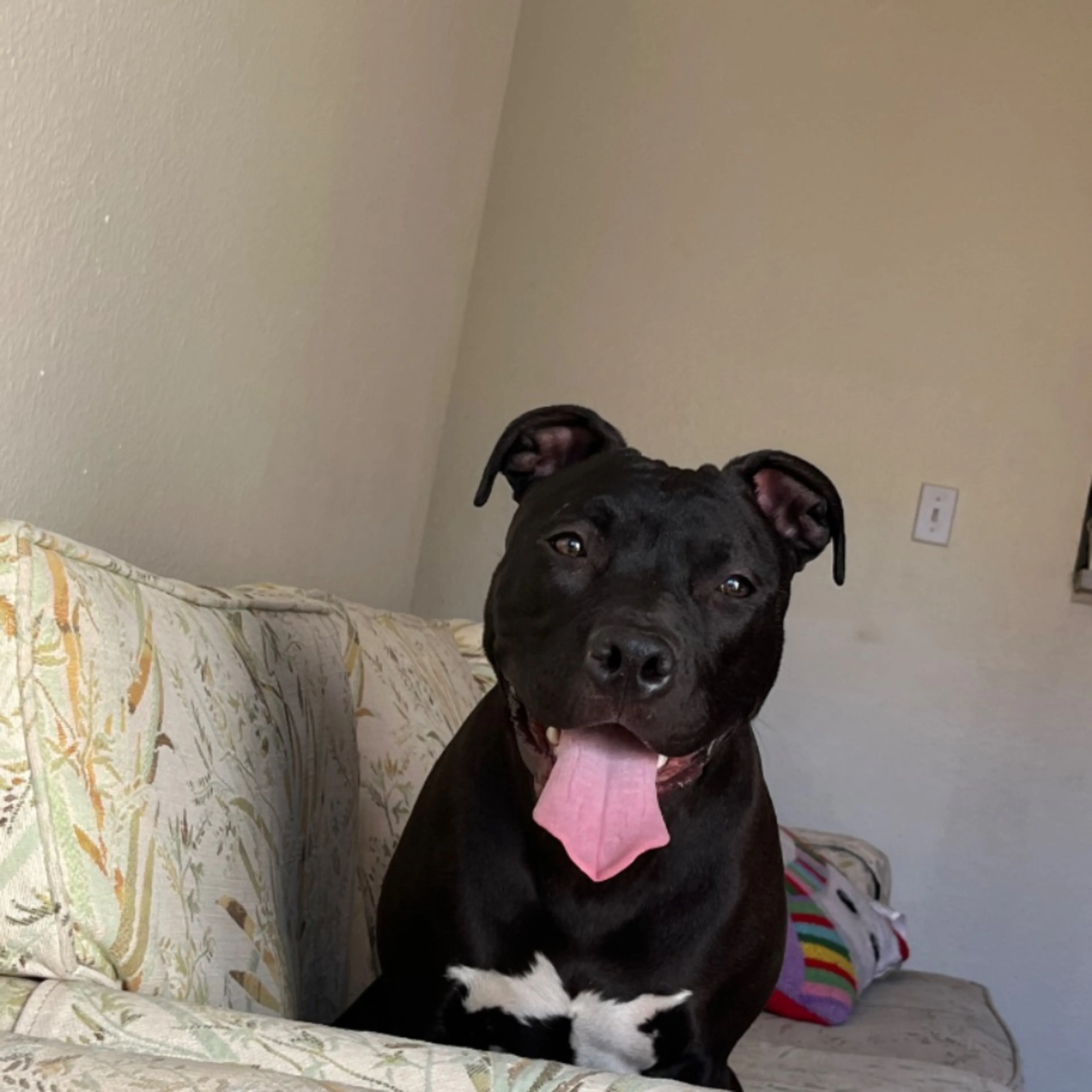 Lost pet