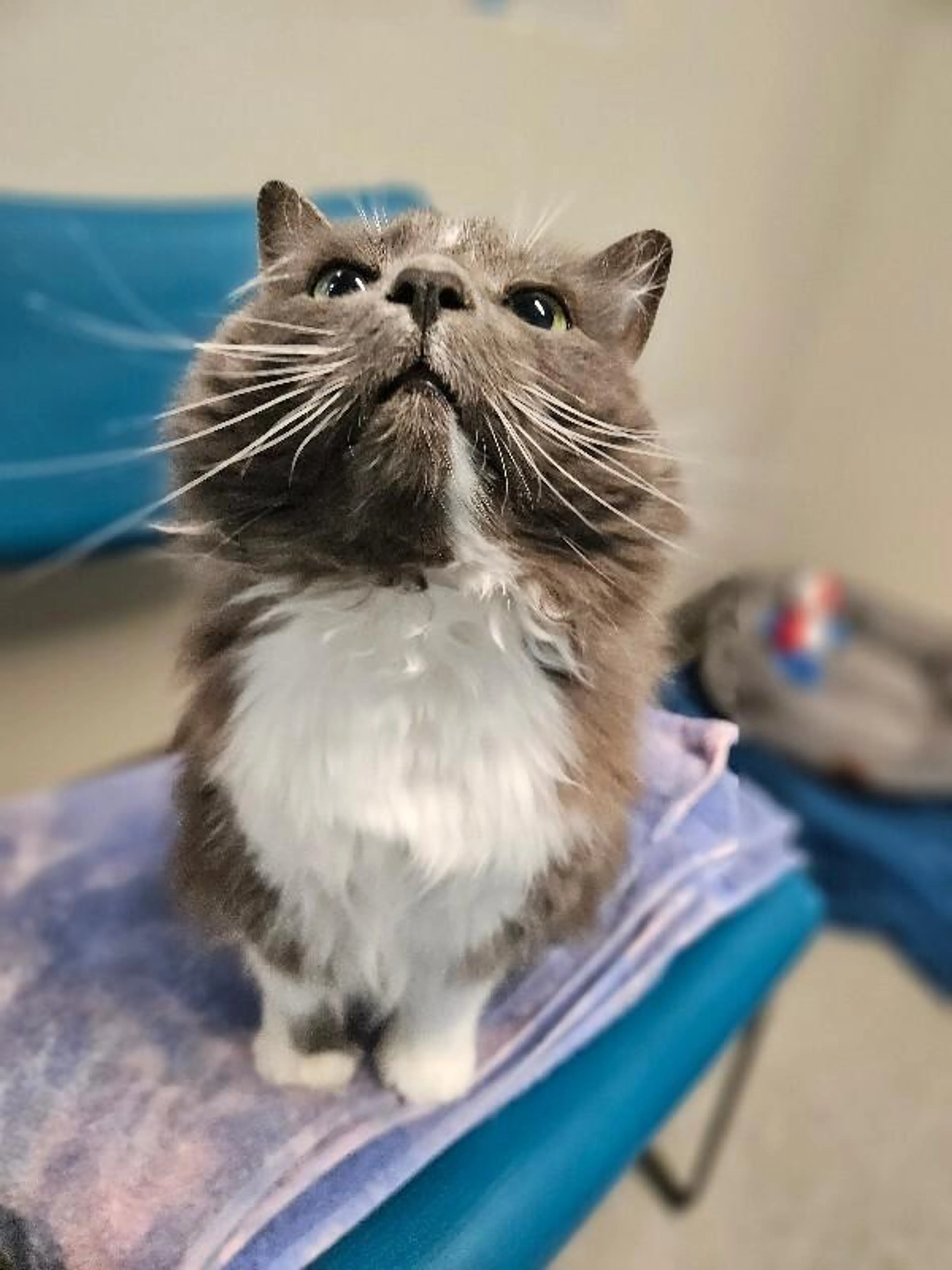 Found pet-2