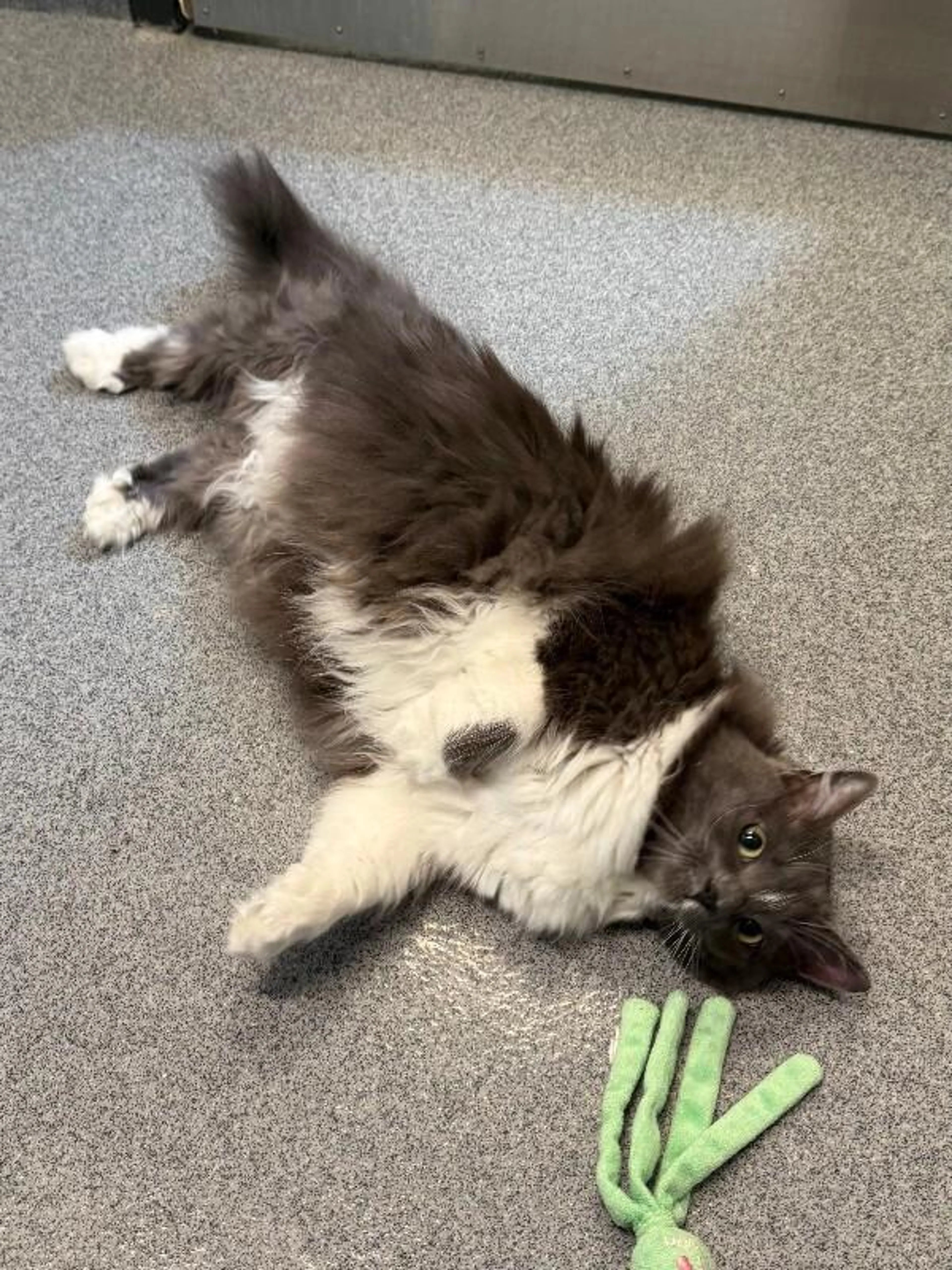 Found pet-1