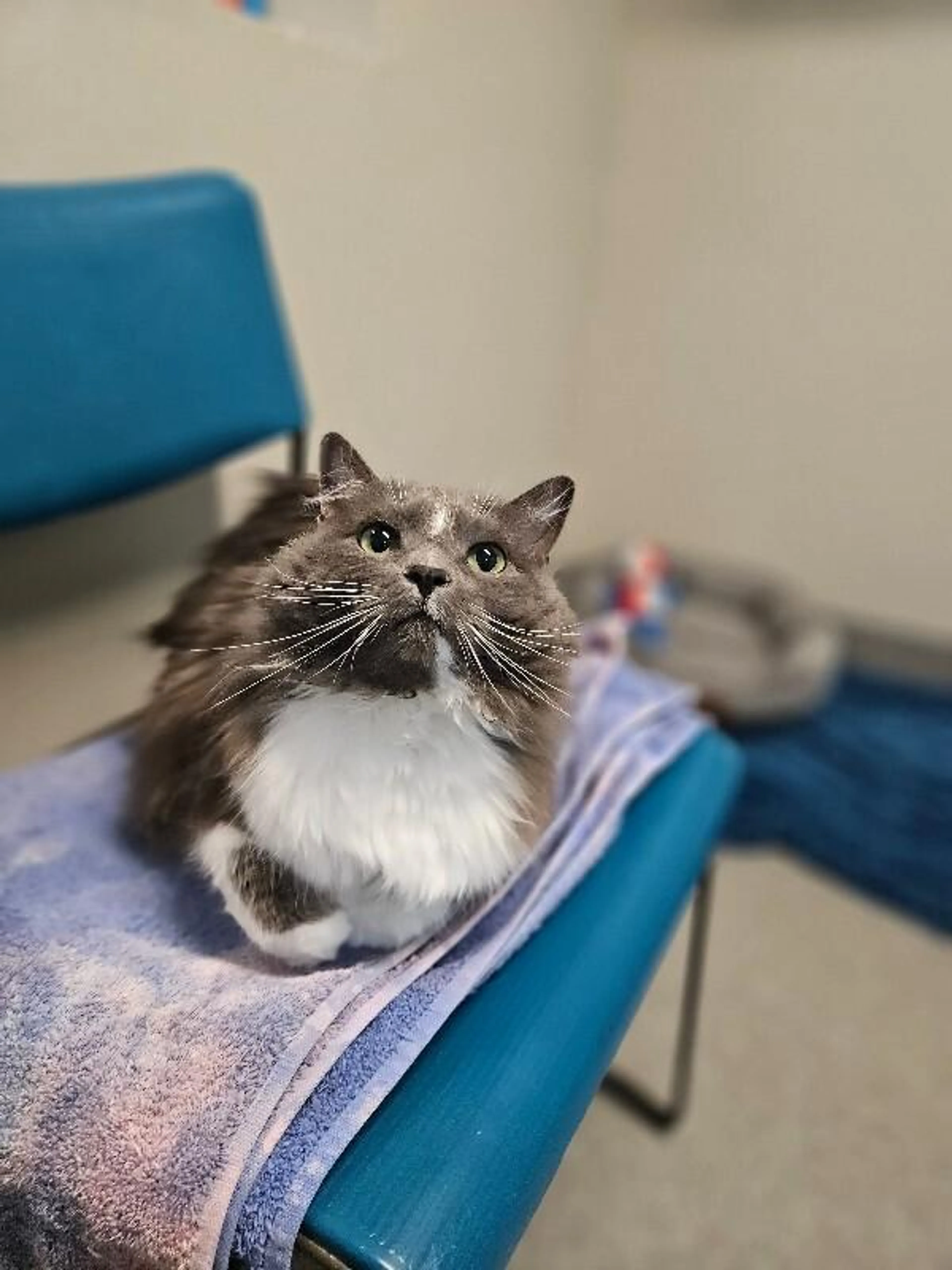 Found pet-4