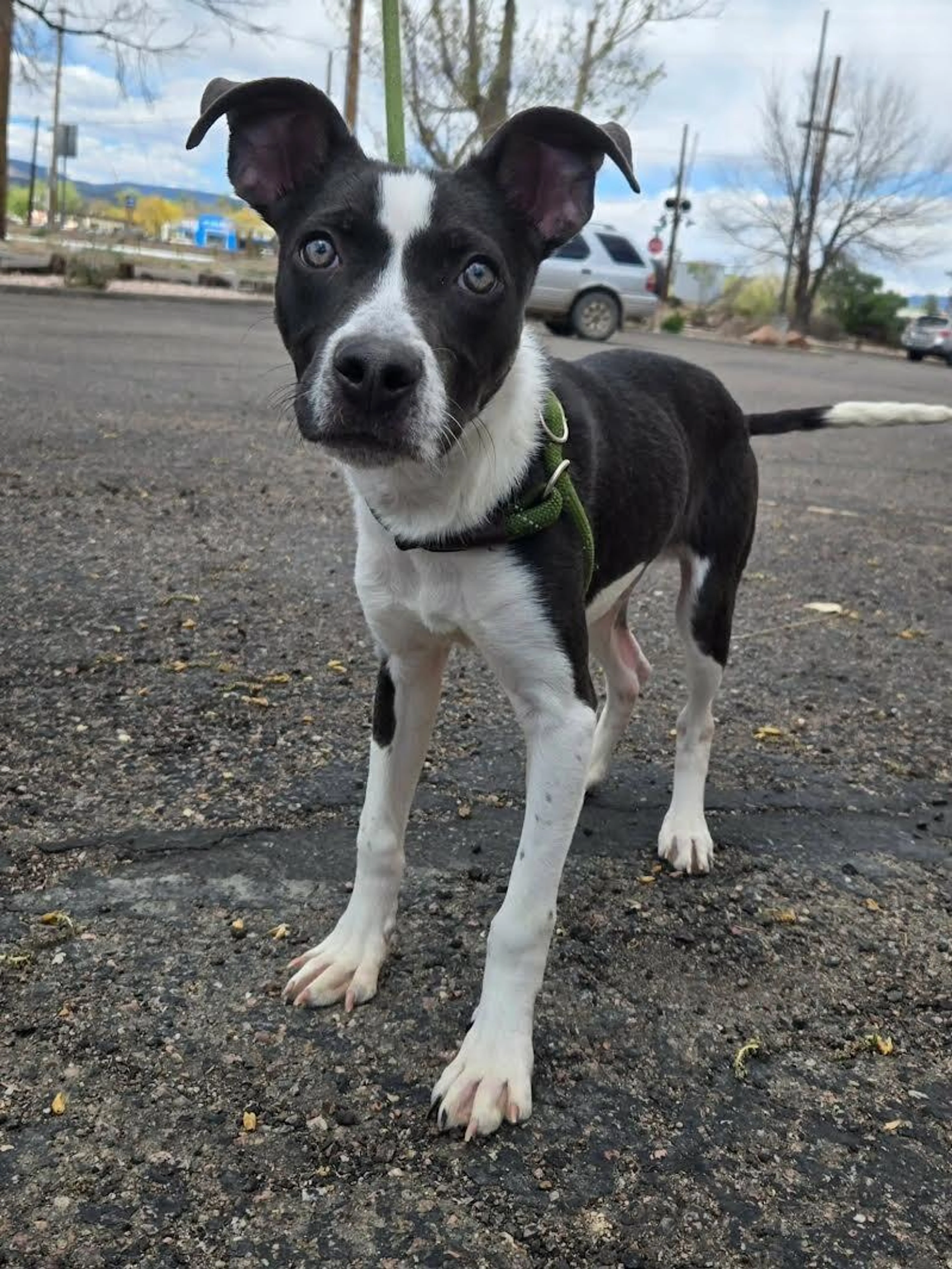 Found pet-5