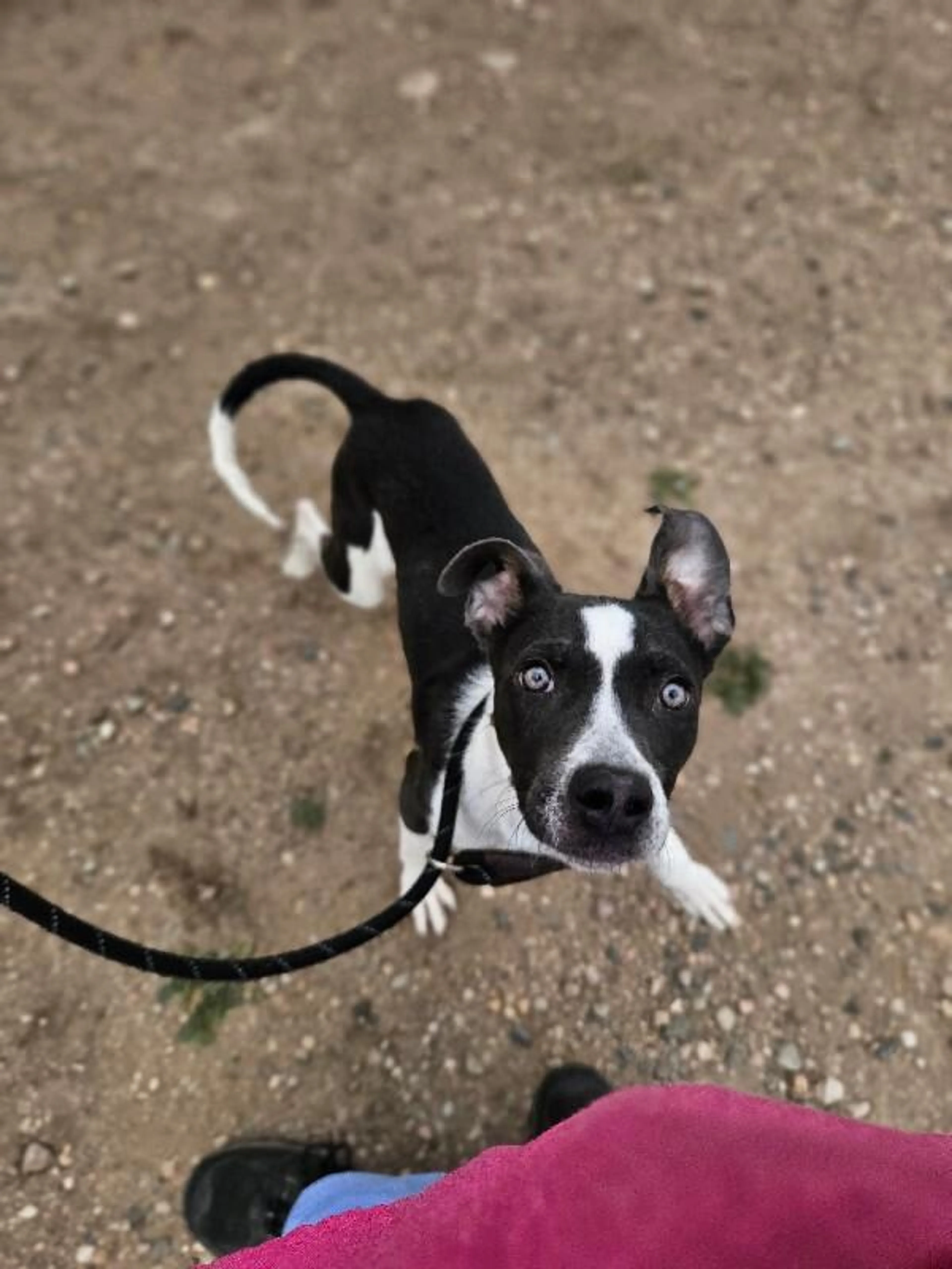 Found pet-4