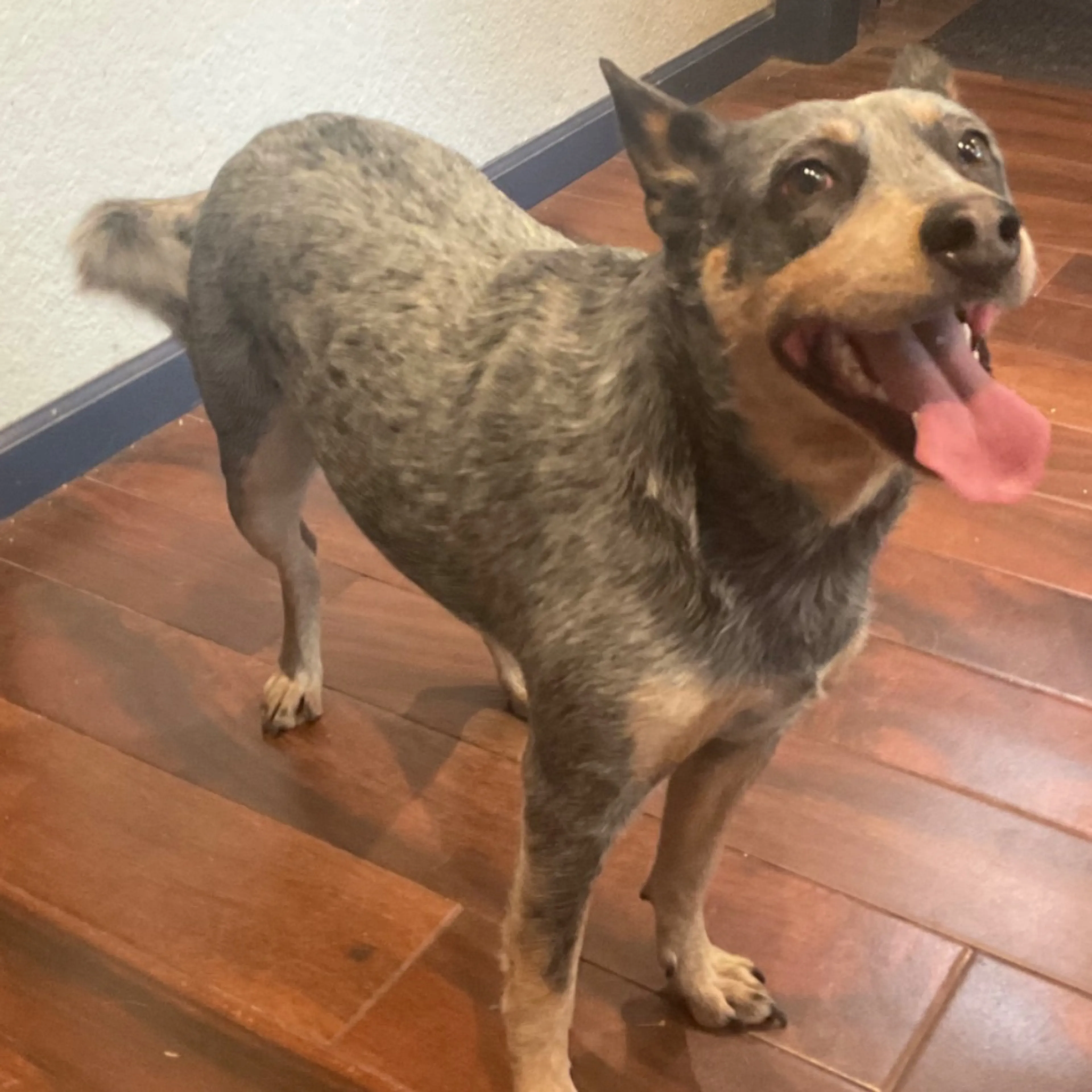 Found pet