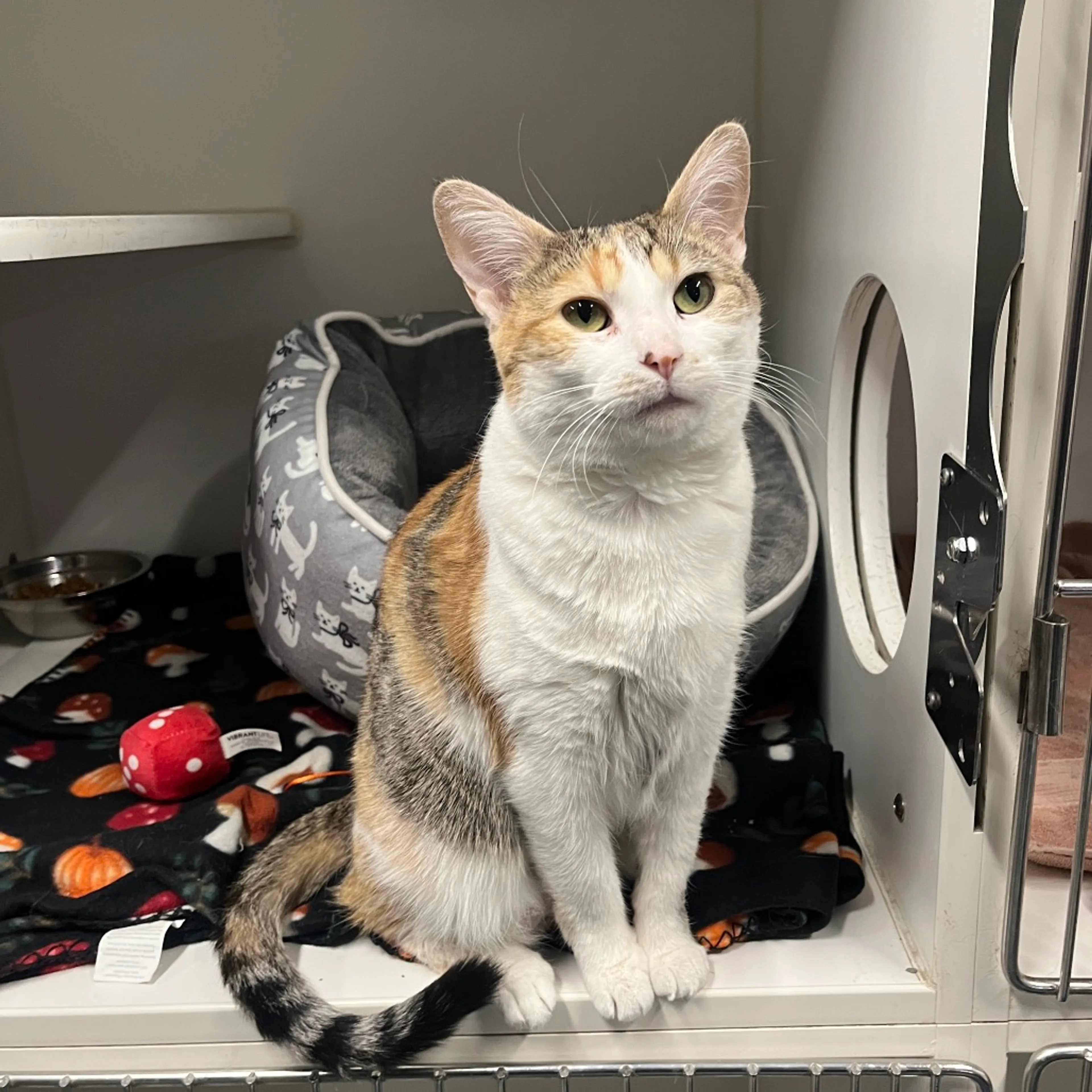 Found pet-1