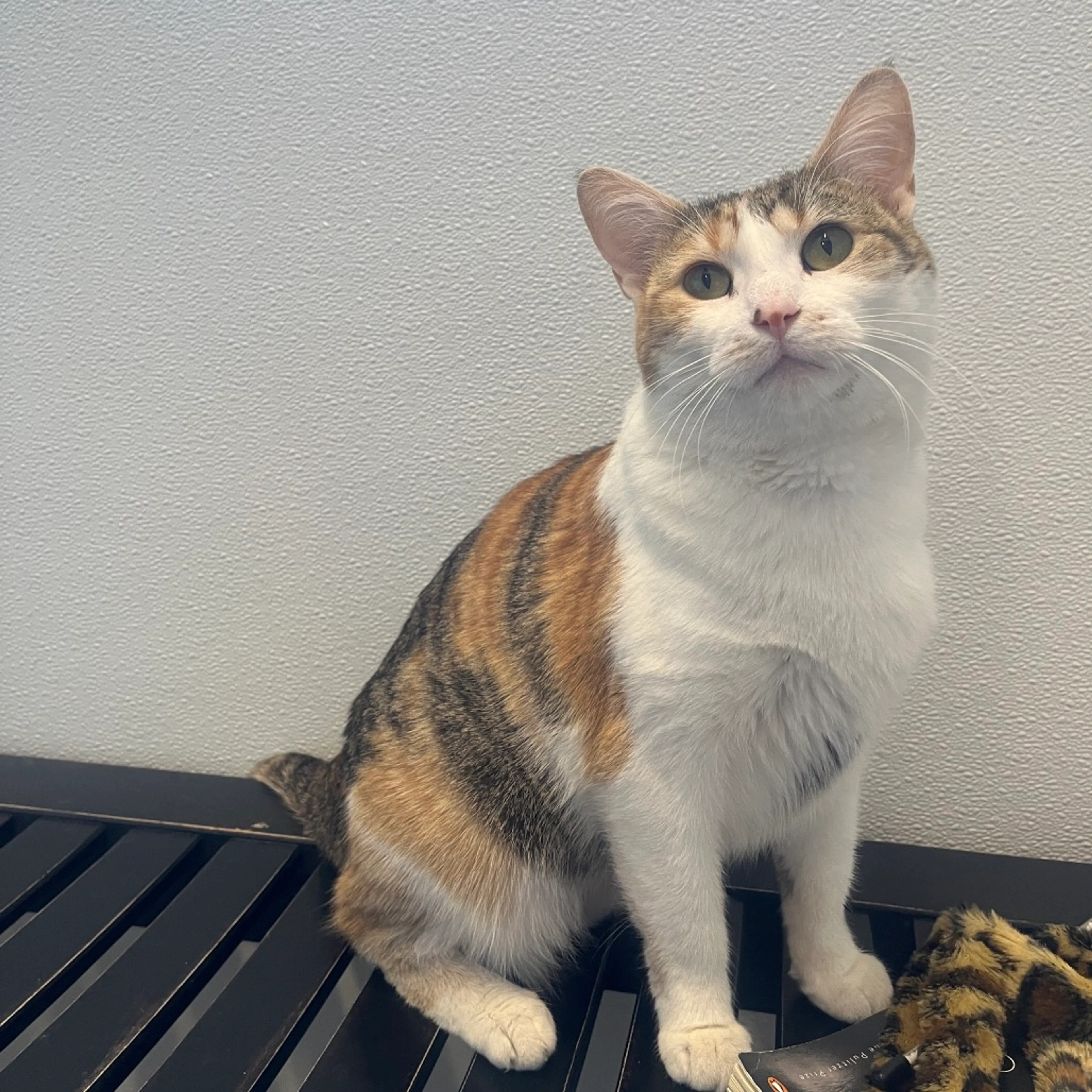 Found pet-2